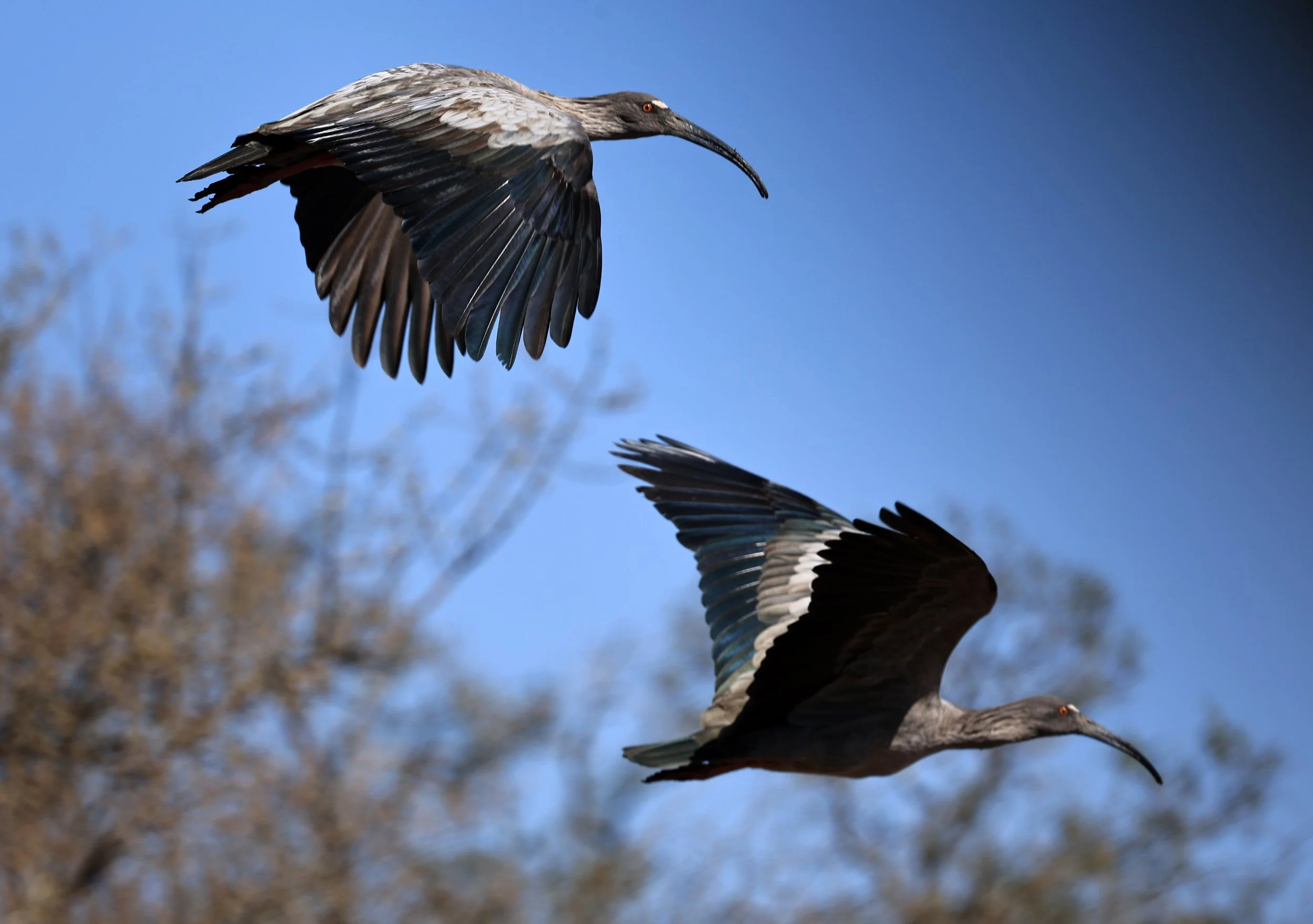 Plumbeous Ibis (Theristicus caerulescens) Agua Dulce Paraguay (8).jpg