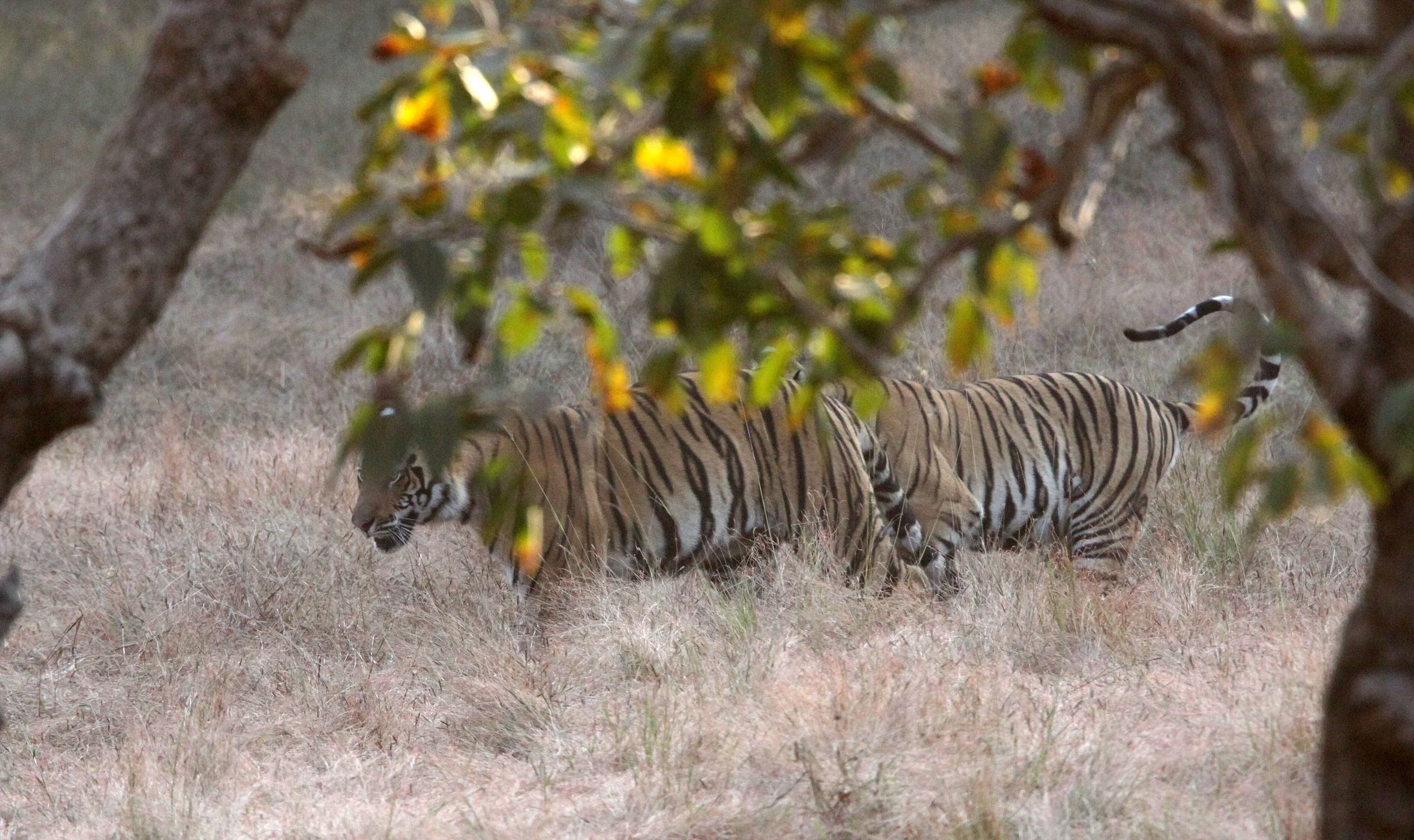 Panthera tigris tigris - BENGAL TIGER - BANDHAVGAR NATIONAL PARK MADHYA PRADESH INDIA (92).JPG
