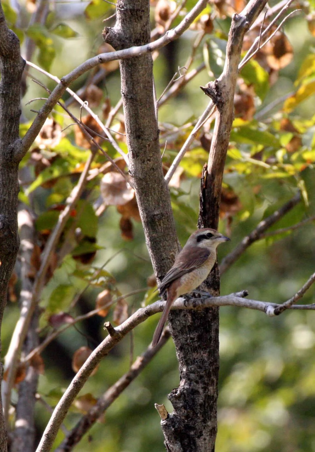 Brown Shrike (Lanius cristatus) Lumpini Park Bangkok (8).JPG