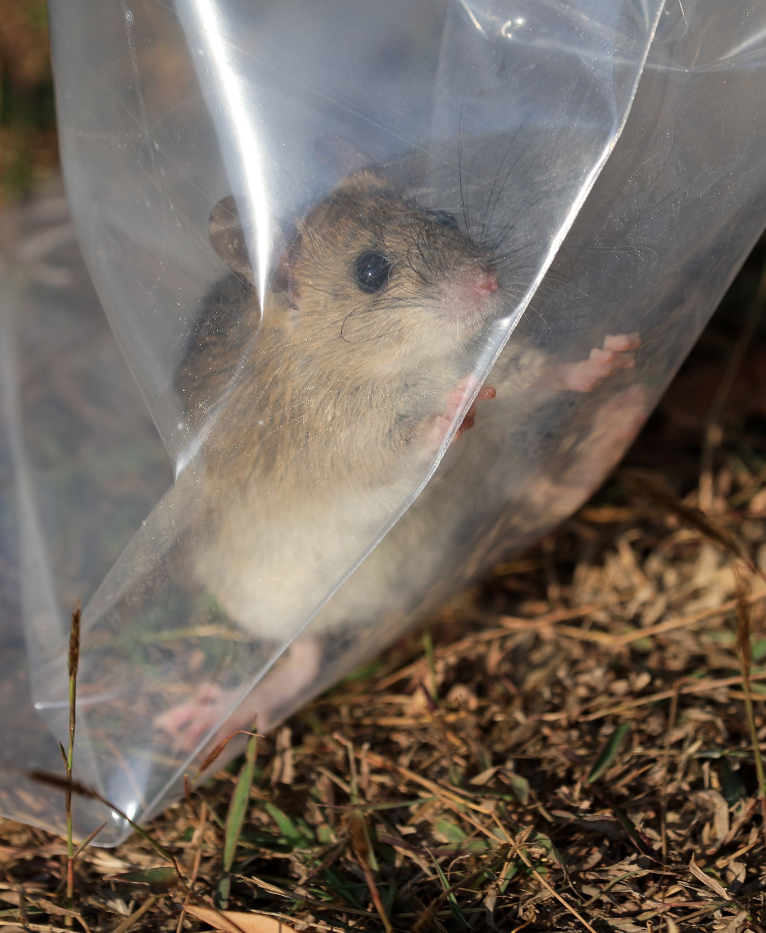 Small Field Rats Little Indochinese Field Rat (Rattus sakeratensis) Kaeng Krachan ...