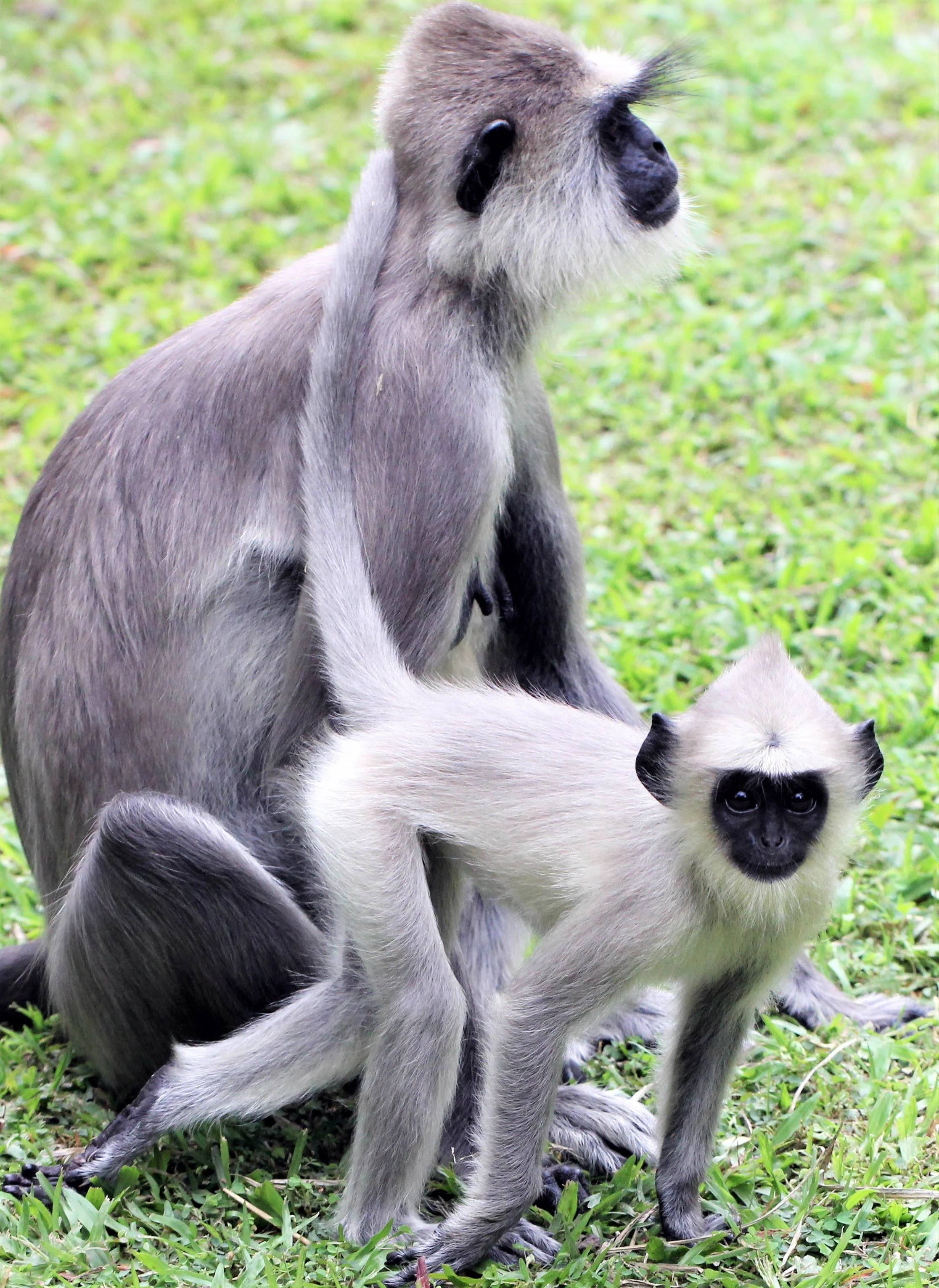 CERCOPITHECIDAE - Semnopithecus priam thersites - SRI LANKAN GRAY (TUFTED) LANGUR - SRIGIRIYA FOREST AND FORTRESS AREA SRI LANKA aa6.jpg