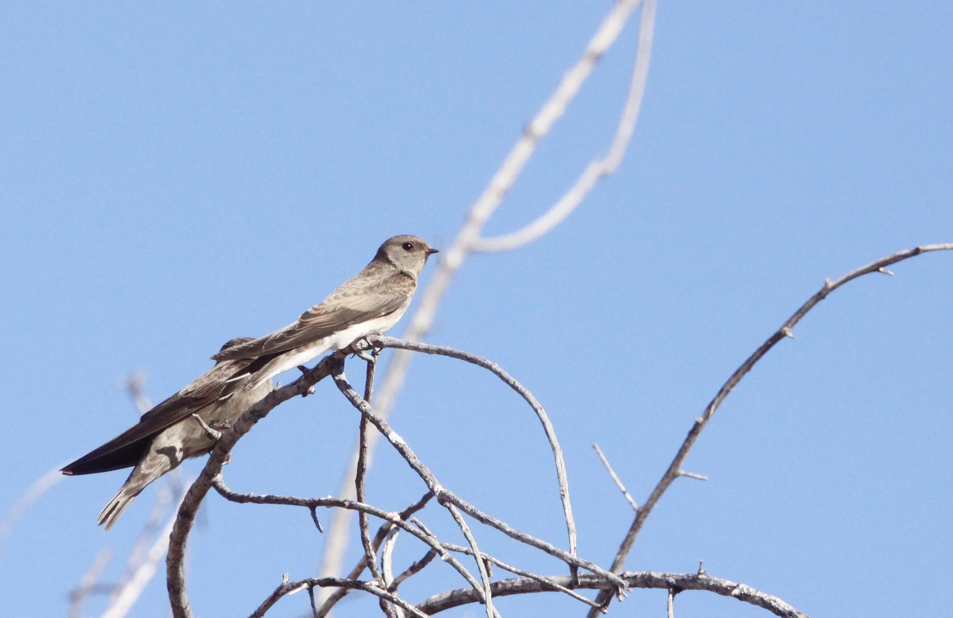 Brown-throated Martin (Riparia paludicola) Augrabies Falls NP South Africa (4).JPG