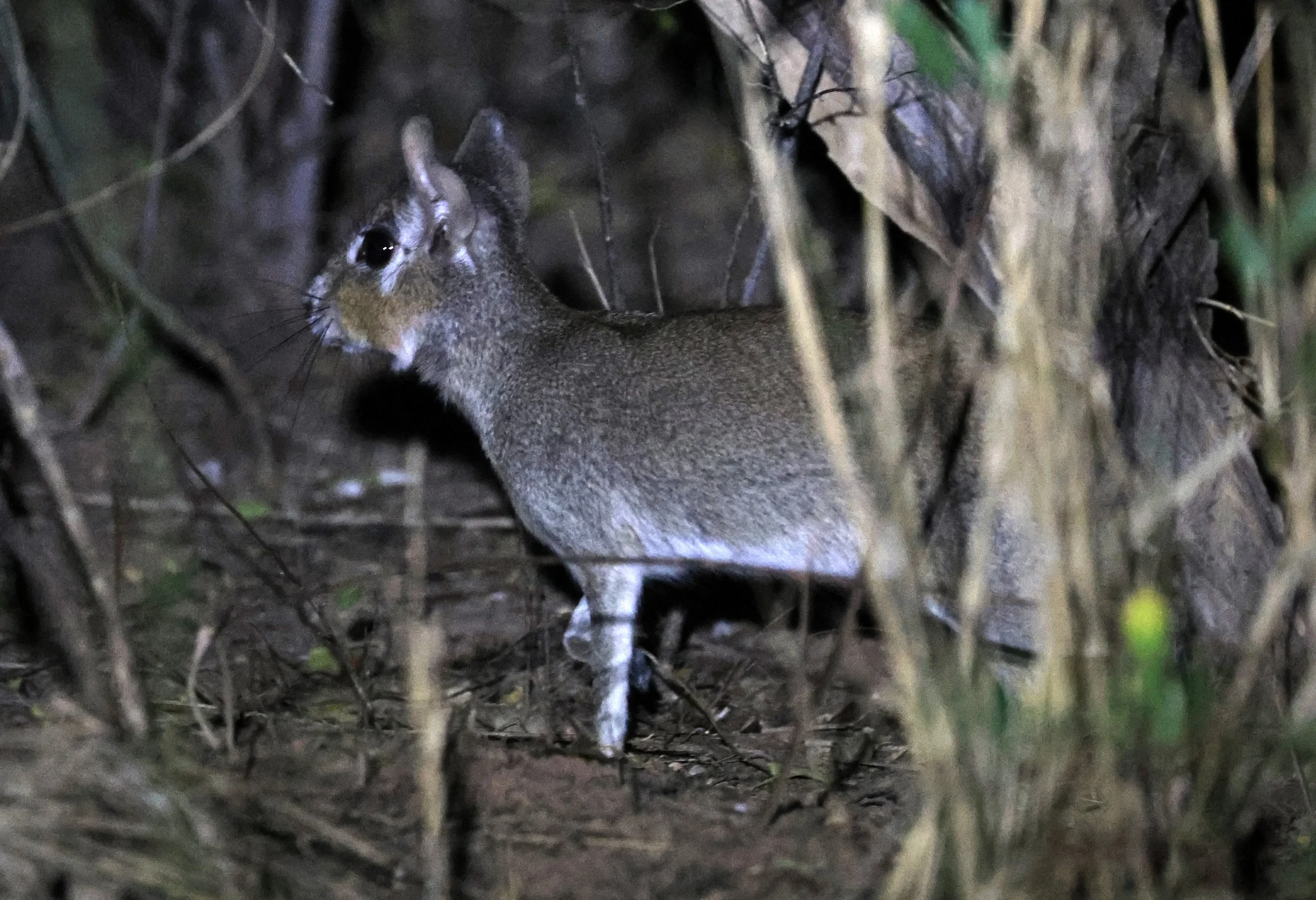 Chacoan Mara (Pediolagus salinicola) Agua Dulce Paraguay (6).jpg