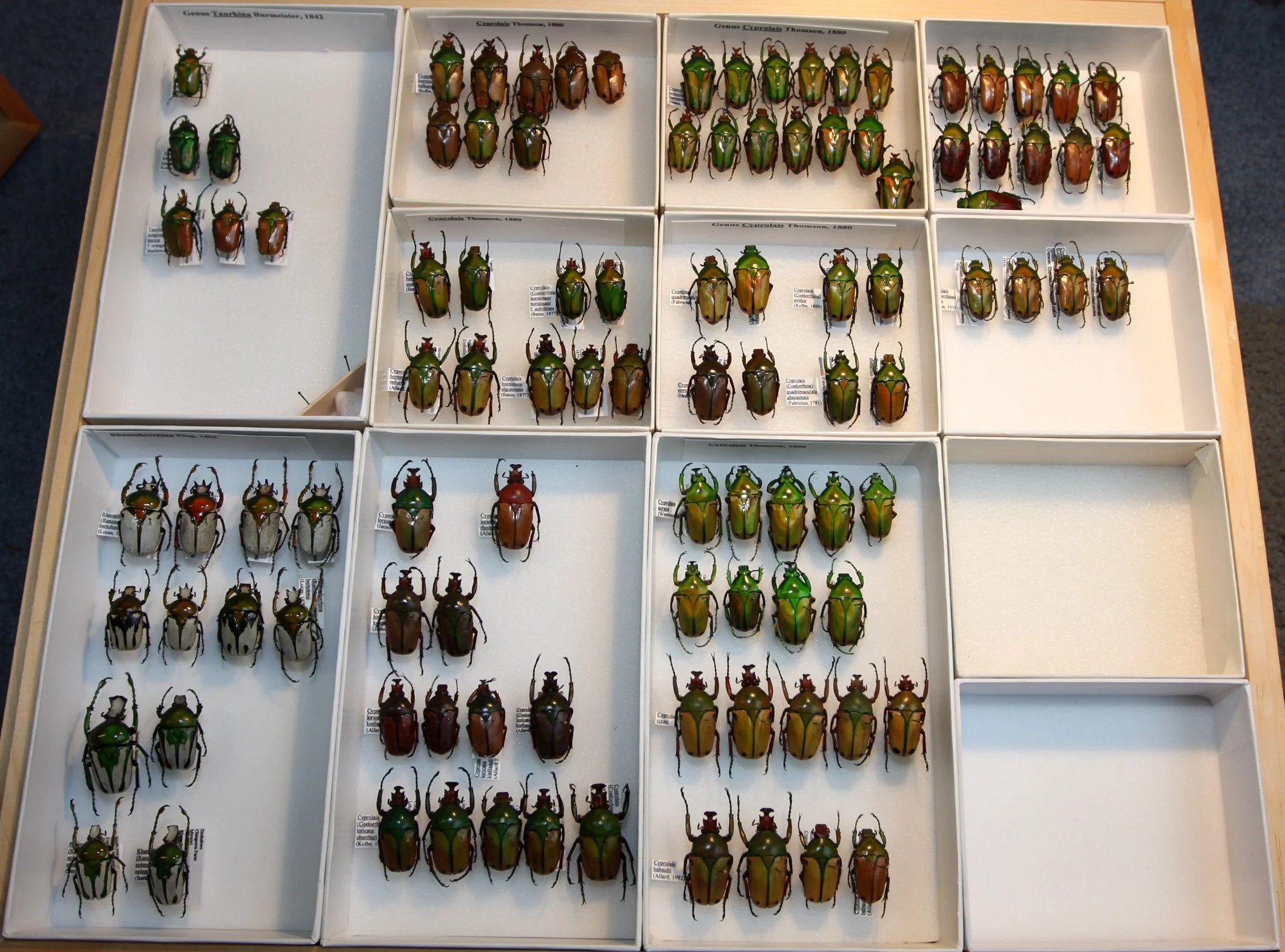 Cetoniinae 17 – Goliathini – Cyprolais, Rhamphorrhina, Taurhina.JPG