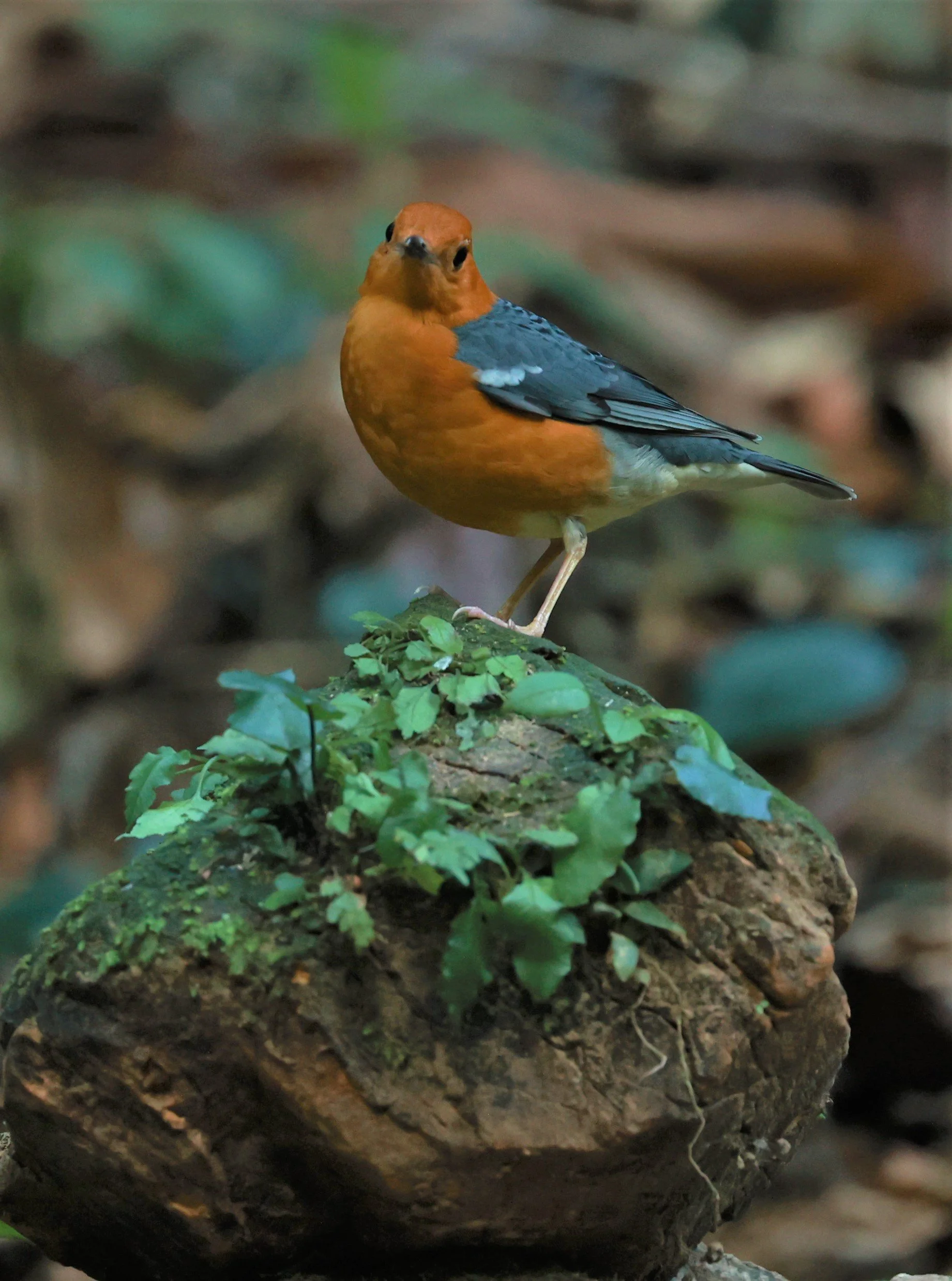 Orange-headed Thrush (Zoothera citrina) Si Phang Nga National Park, Thailand Feb 18-19, 2023 (43).jpg