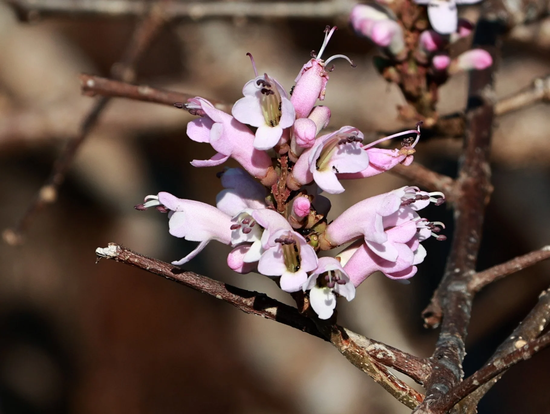 Phu Hin Rong Kla National Park Loei Province (126).jpg