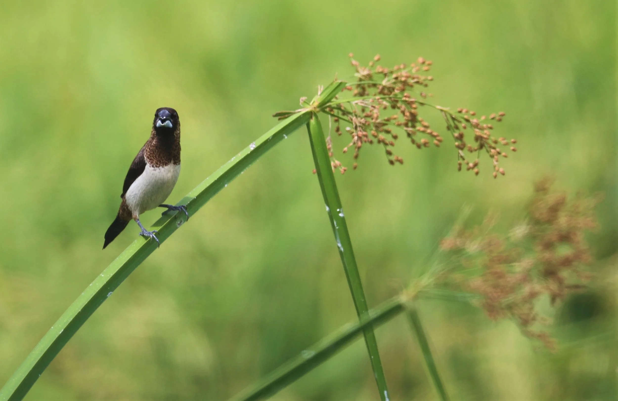 MUNIA - WHITE-RUMPED MUNIA - Lonchura striata - LAT KRABANG THAP YAO RICEFIELDS 13 OCT 2021 (1).jpg
