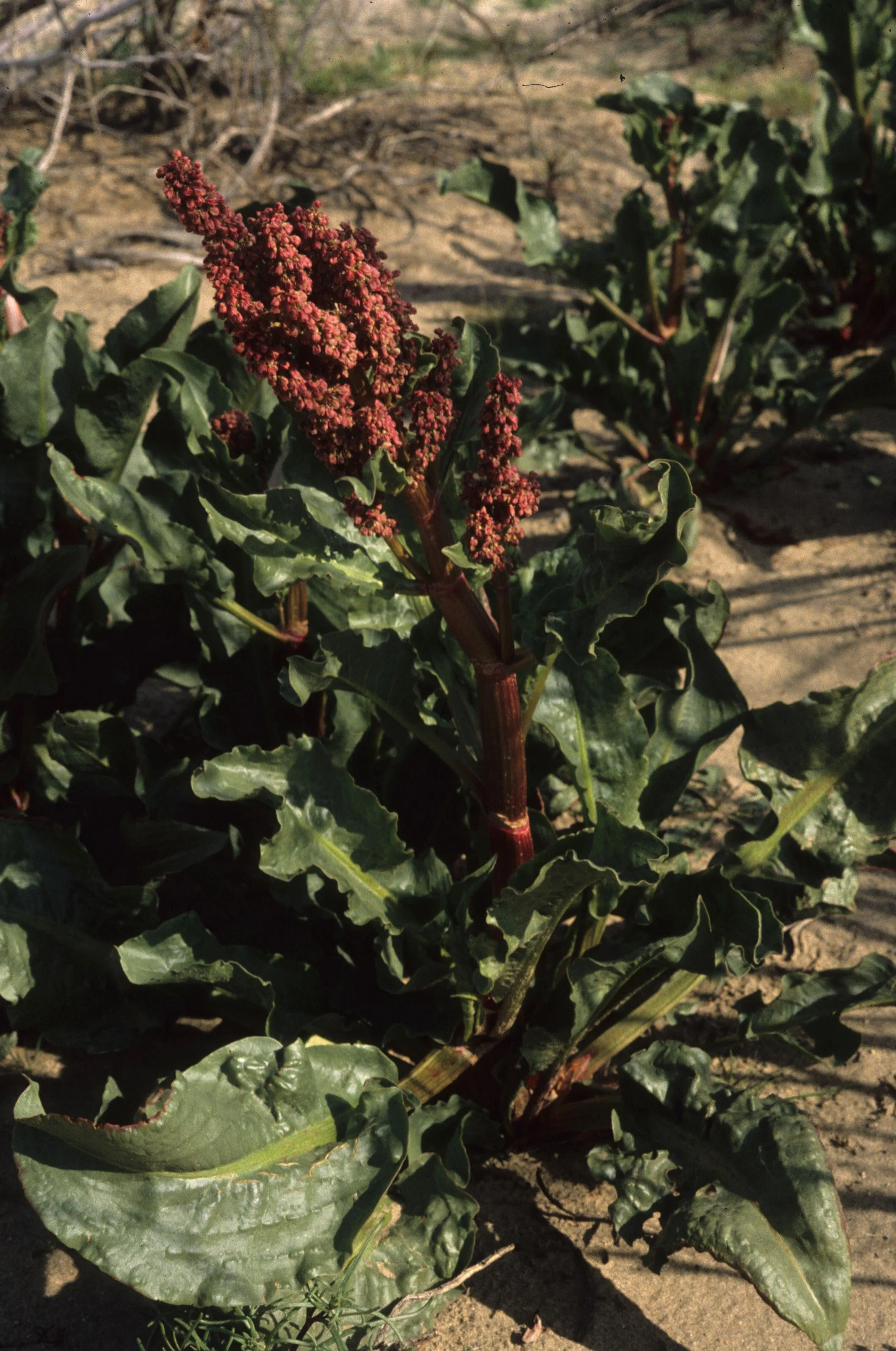 ANZA BORREGO - POLYGONACEAE - RUMEX HYMENOCEPALUS - WILD RHUBARB.jpg