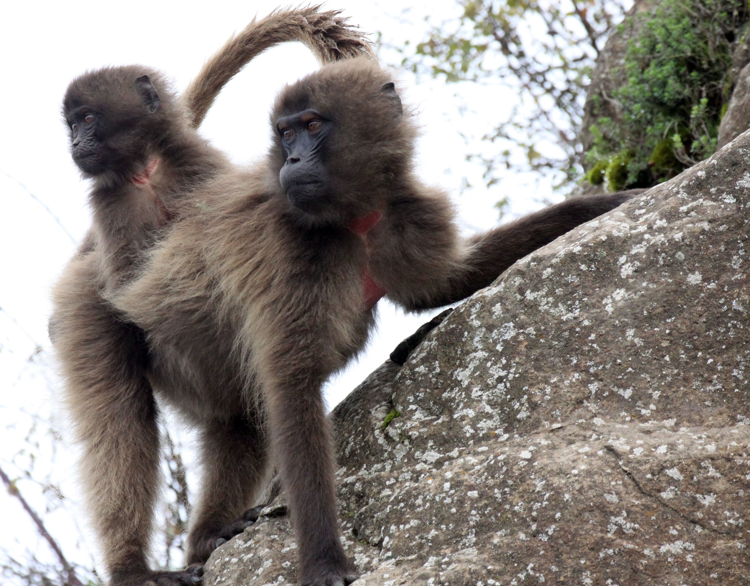 CERCOPITHECIDAE - Theropithecus gelada - GELADA - SIMIEN MOUNTAINS NATIONAL PARK ETHIOPIA (1393).JPG
