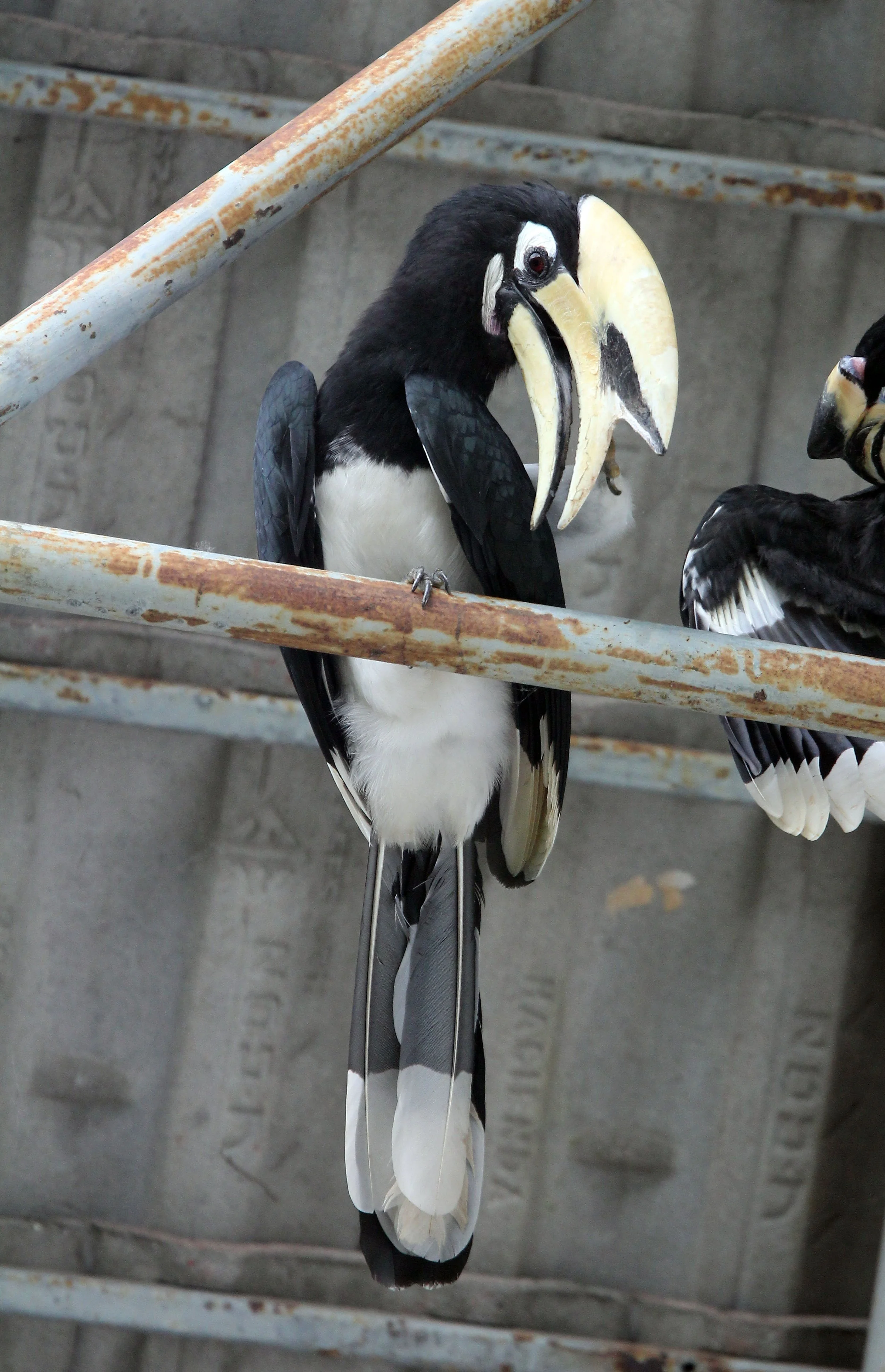 HORNBILL - ORIENTAL PIED HORNBILL - Anthracoceros albirostris - KHAO YAI NATIONAL PARK THAILAND (88).JPG