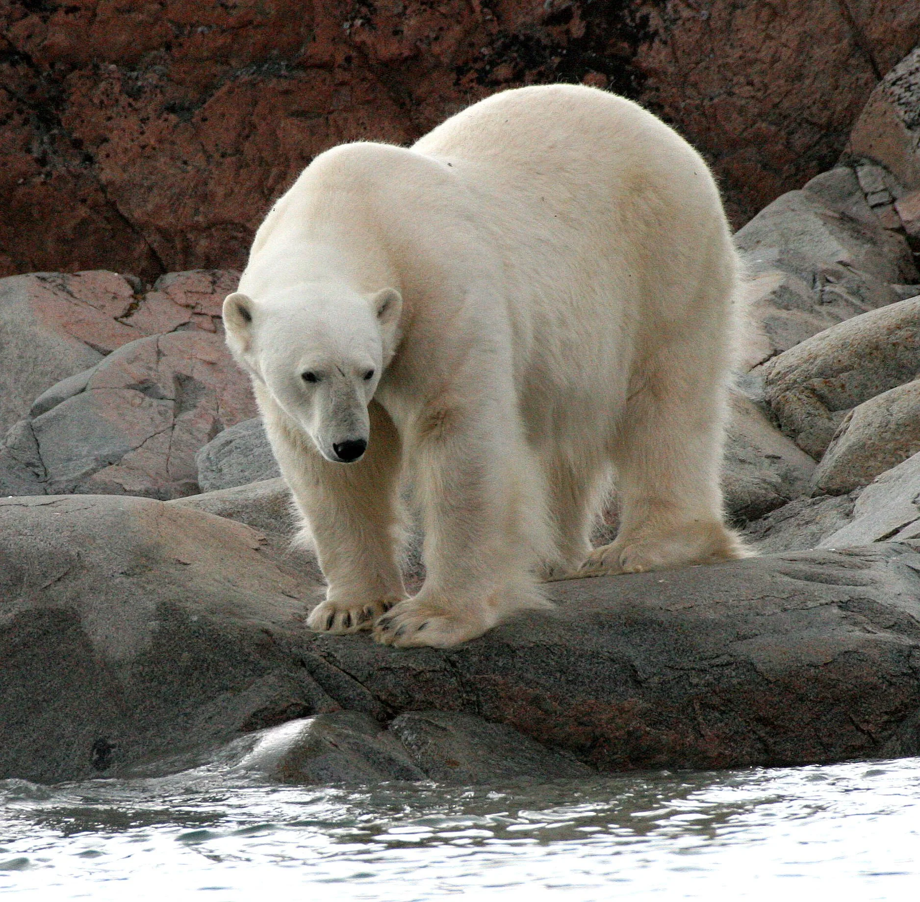 URSID - POLAR BEAR - SVALBARD (146).jpg