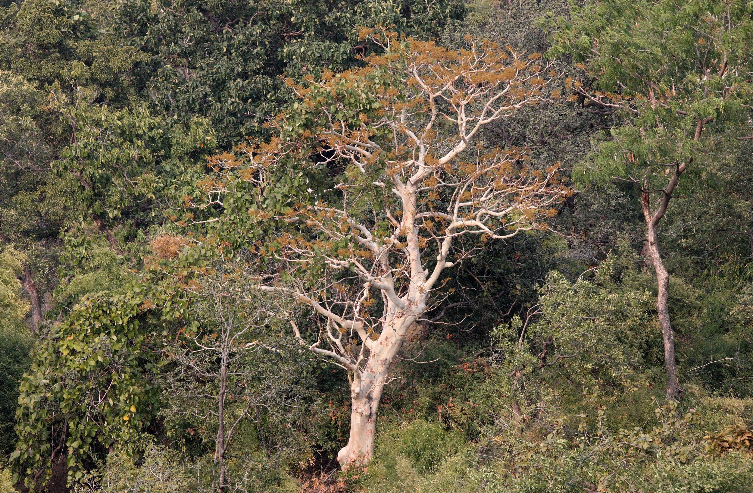 MADHYA PRADESH - BANDHAVGAR NATIONAL PARK MADHYA PRADESH INDIA (27).JPG
