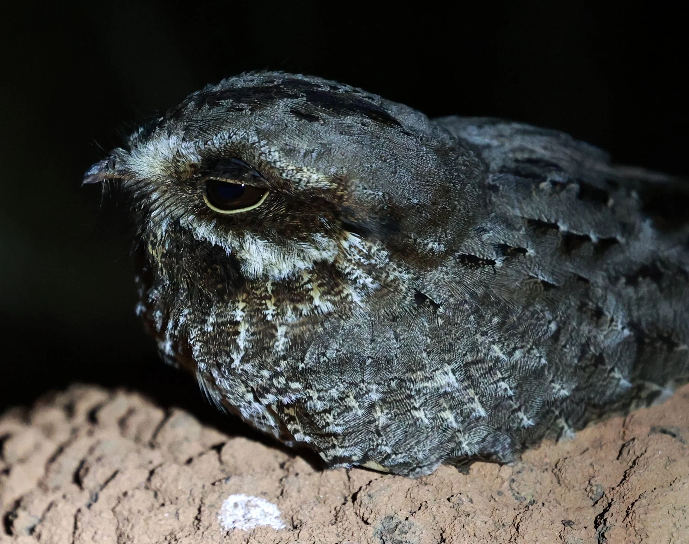 Nightjar - Little Nightjar - Setopagis parvula - Emas National Park, Goias Brazil (20).jpg