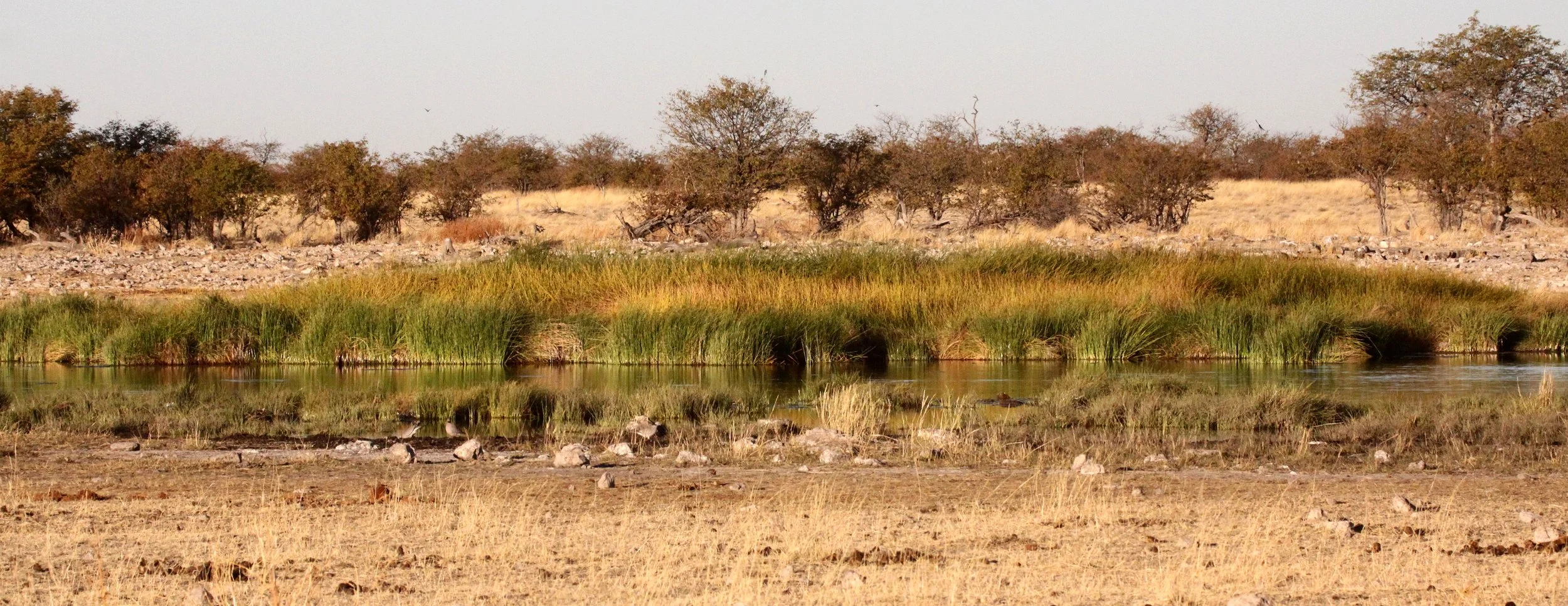 ETOSHA NATIONAL PARK NAMIBIA - WATERHOLE COMMUNITY.JPG