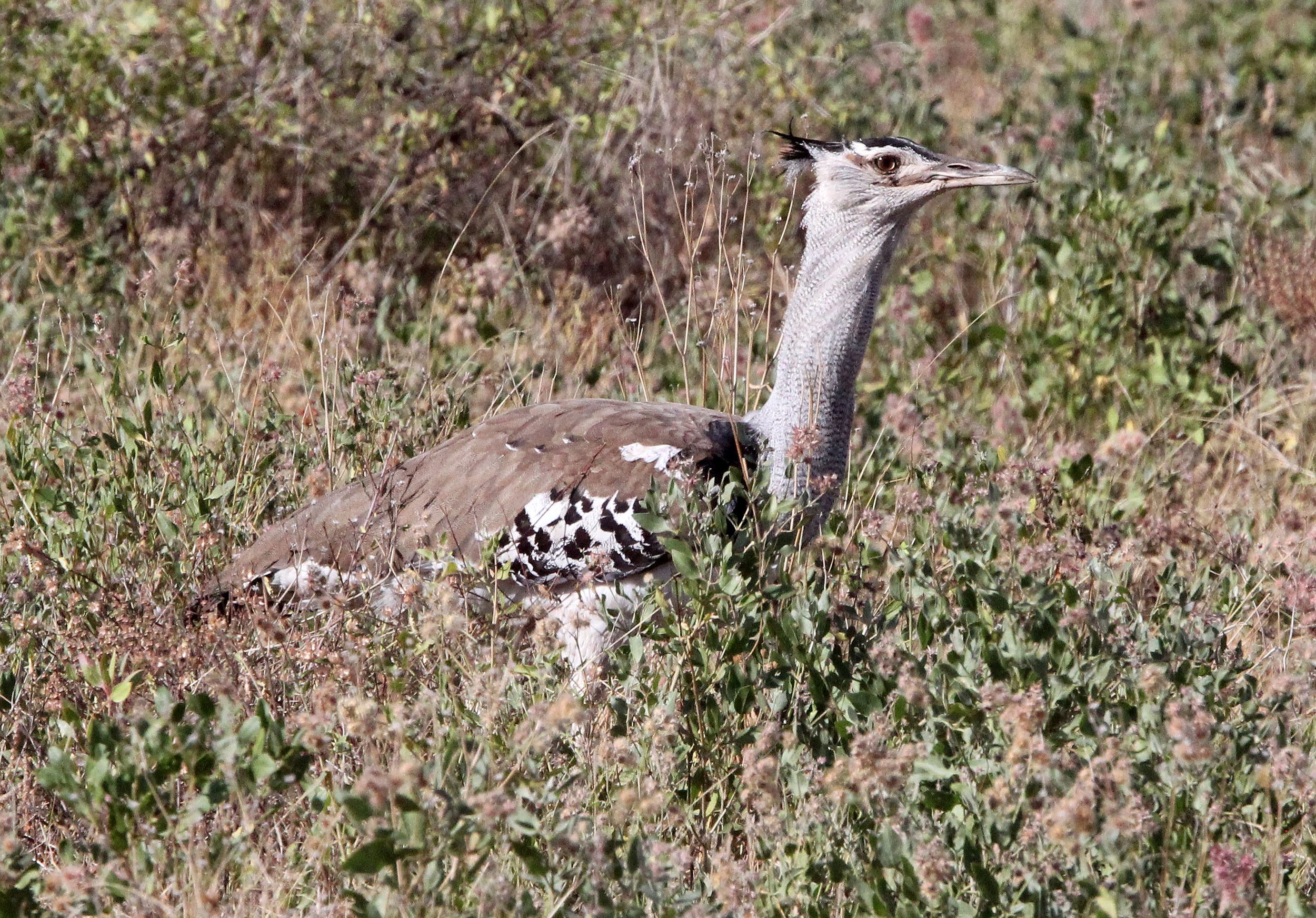 Kori bustard (Ardeotis kori) Samburu NP, Kenya (8).JPG