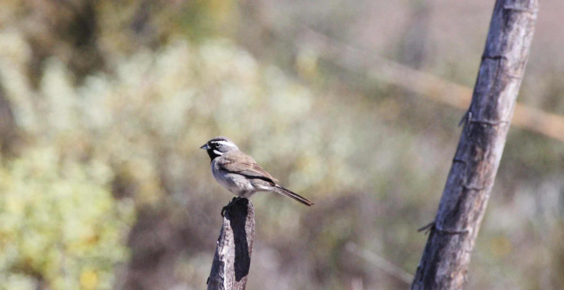 Black-throated Sparrow (Amphispiza bilineata) Catavina Desert Baja Mexico (12).JPG