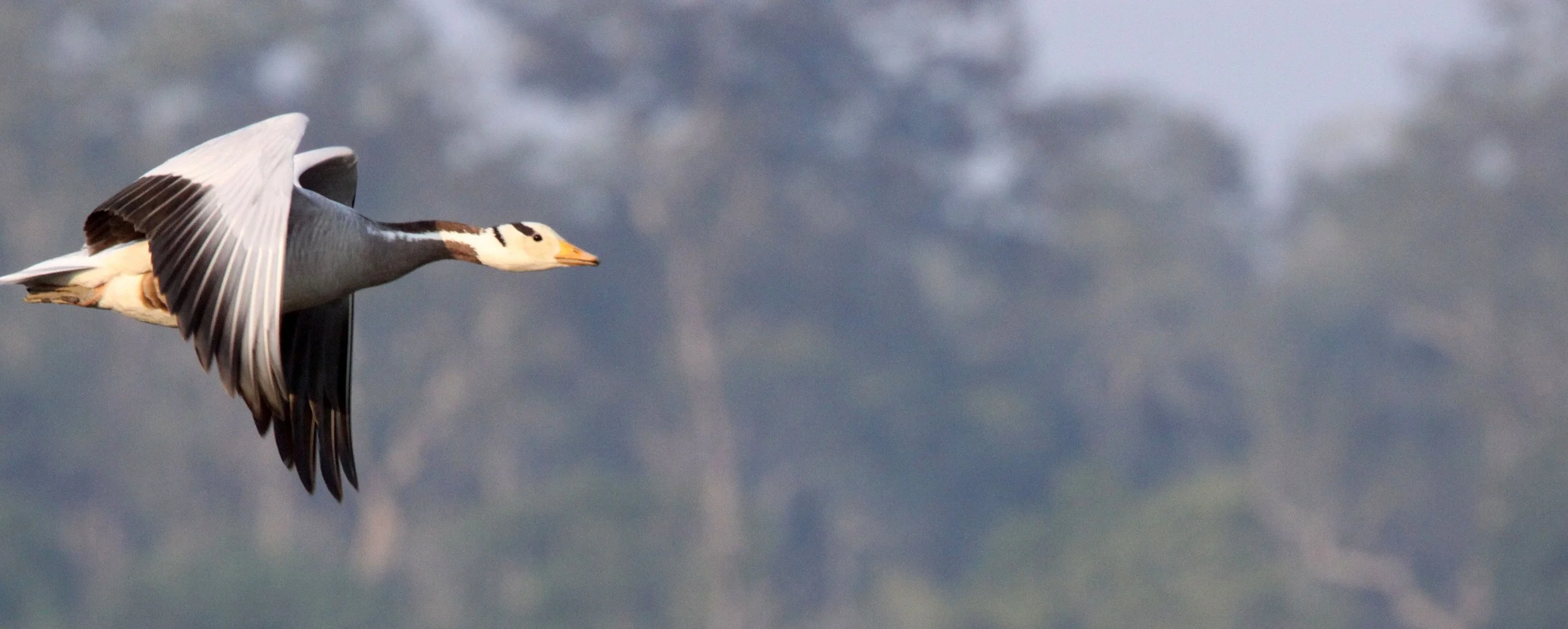 GOOSE - BAR-HEADED GOOSE - Anser indicus - KAZIRANGA NATIONAL PARK ASSAM INDIA (72).JPG