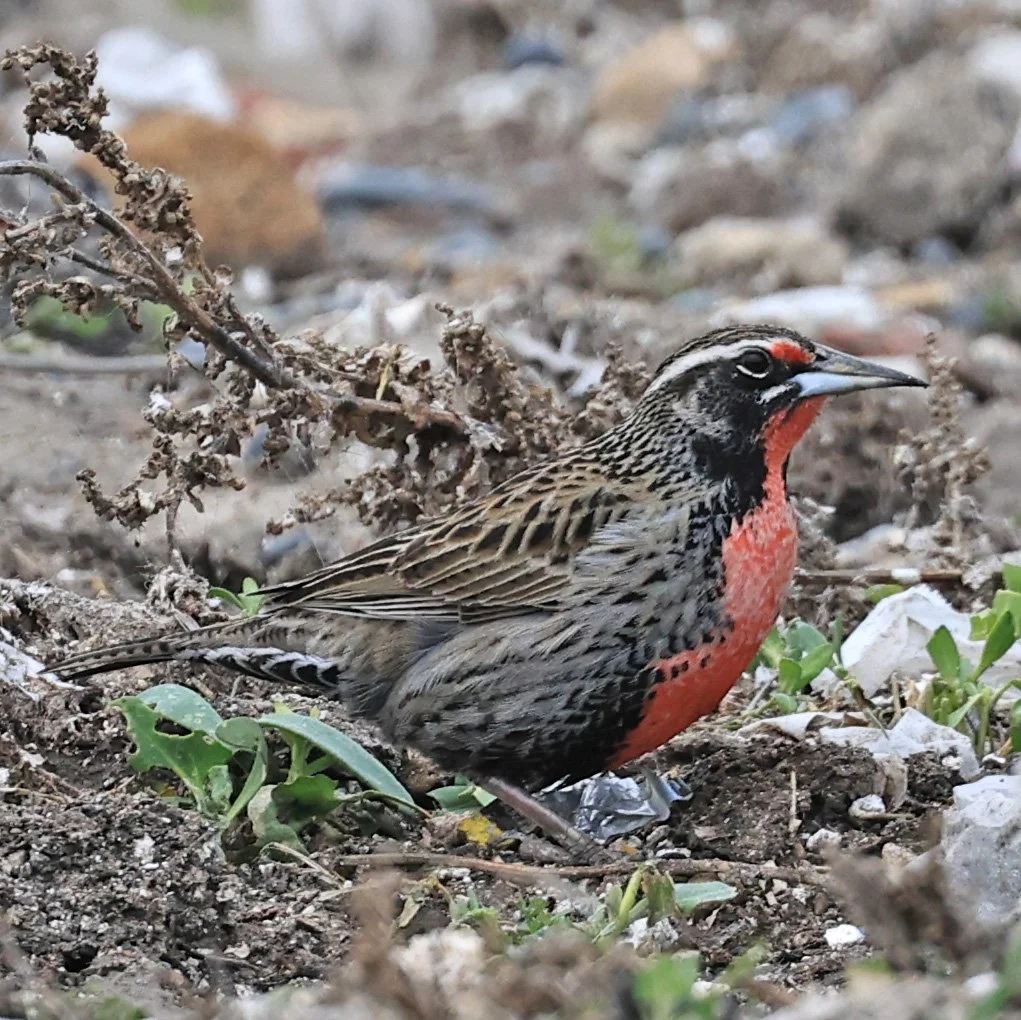 Long-tailed Meadowlark (Leistes loyca) Lagunas del Ornitólogo, Trelew Argentina (3).jpg