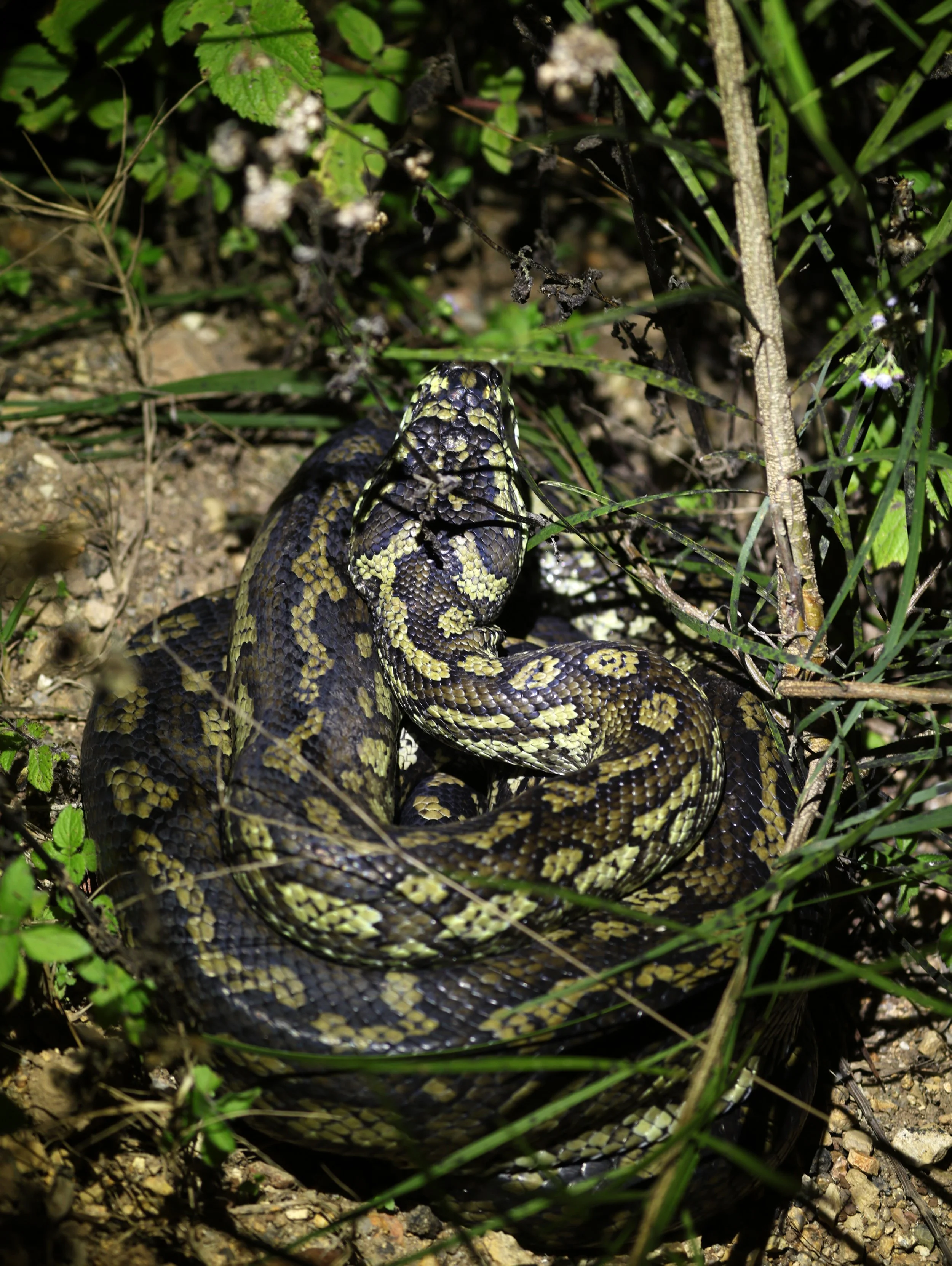 Carpet Python (Morelia spilota) Mount Hypipamee Crater NP & Vicinity - Queensland (26).jpg