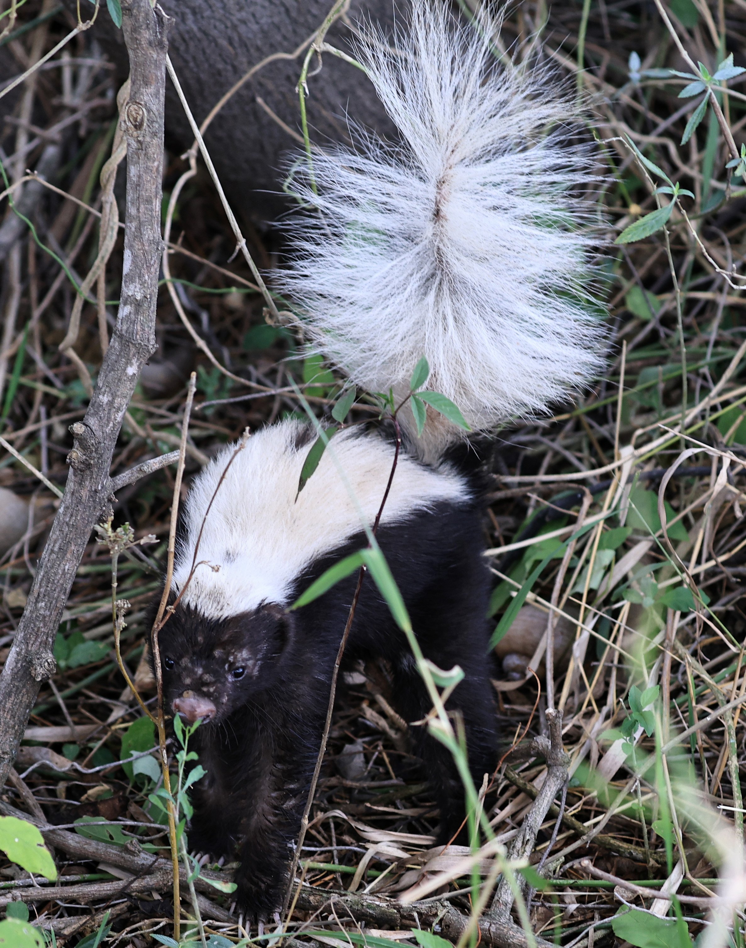 Molina's Hog-nosed Skunk (Conepatus chinga) Estancia Campo'i Paraguay  (24).jpg