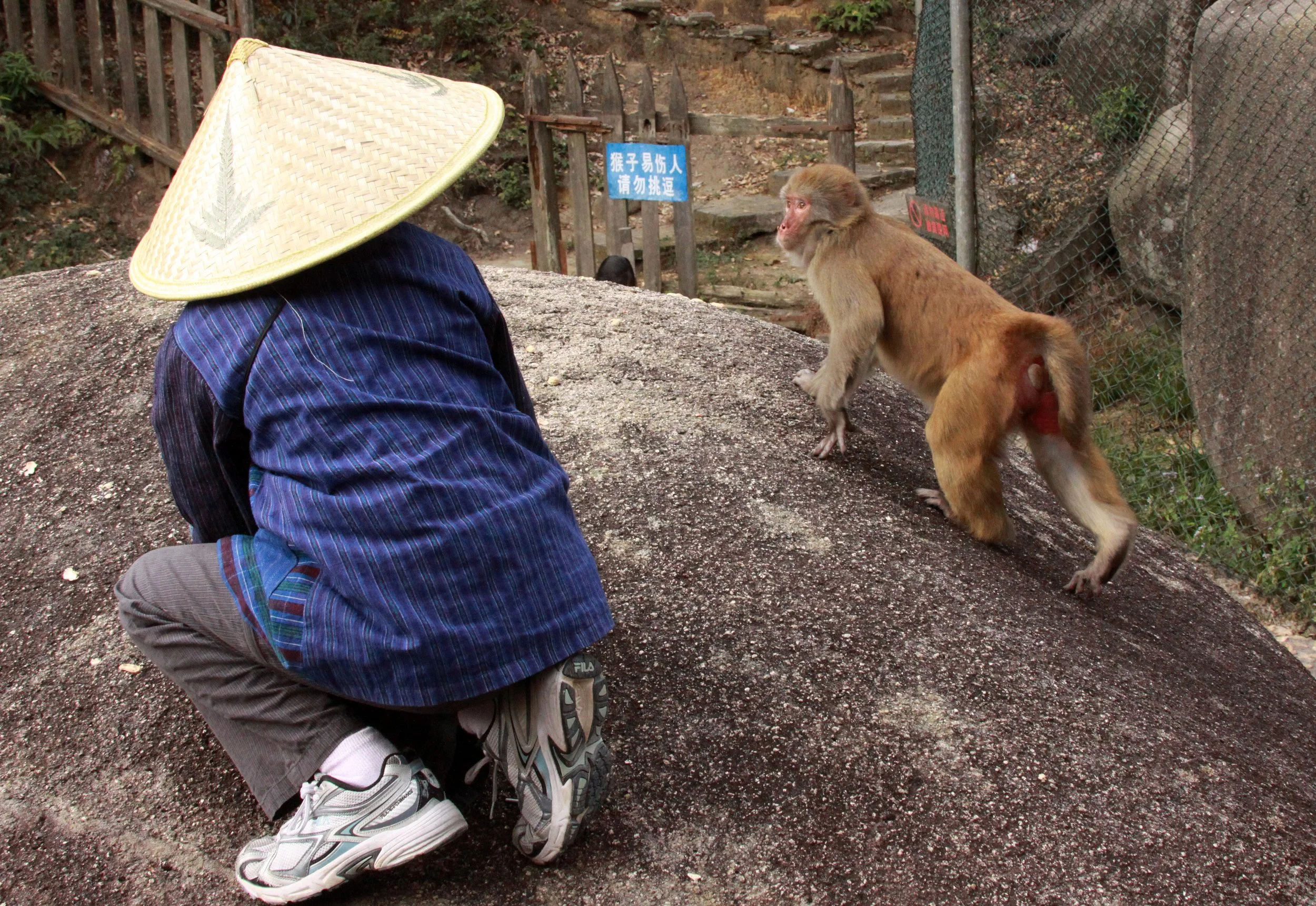CERCOPITHECIDAE - Macaca mulatta littoralis - SOUTH CHINESE RHESUS MACAQUE - CHINESE ALLIGATOR BREEDING CENTER - XUANCHENG (5).JPG
