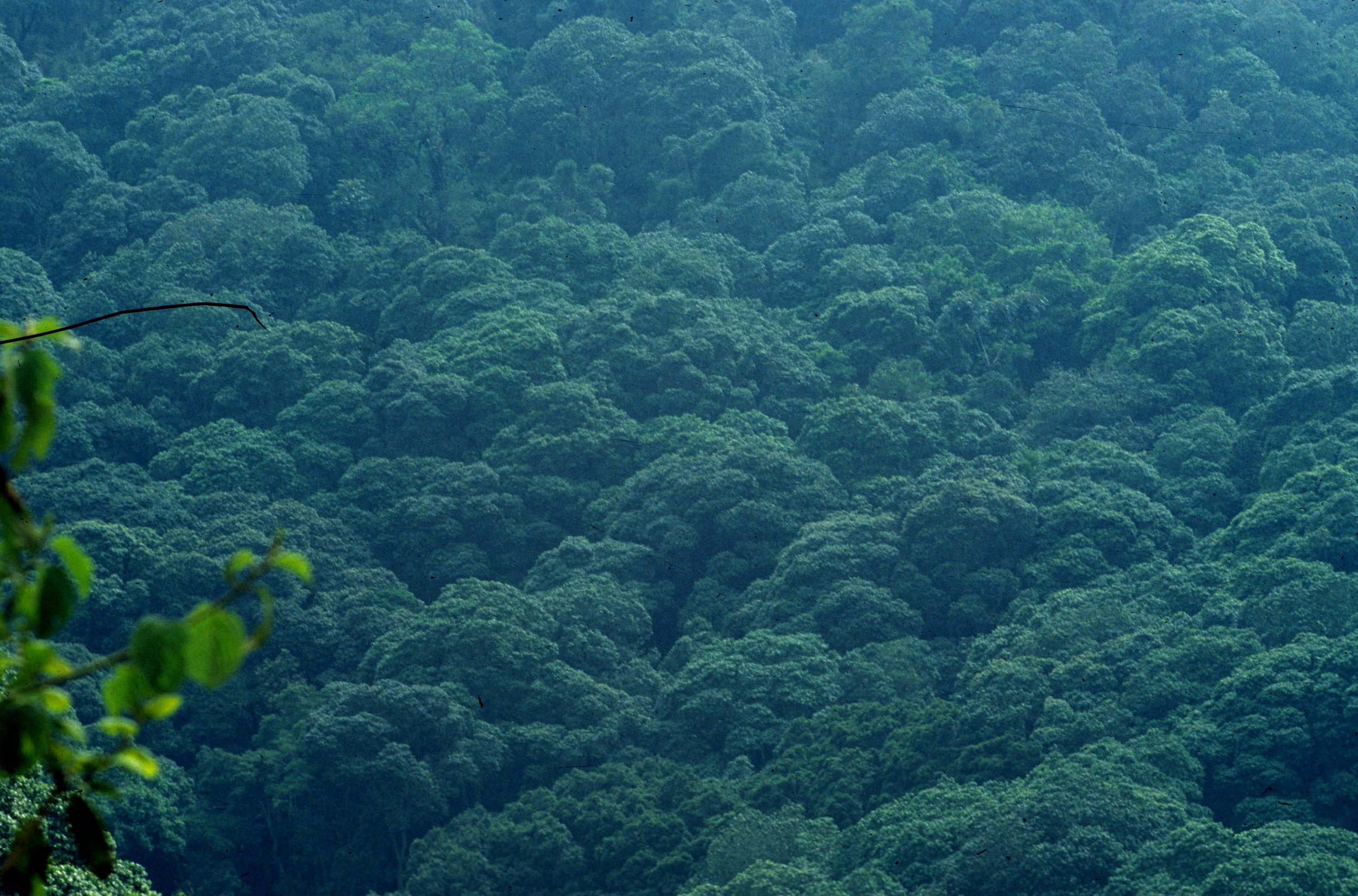 RWANDA - PLANTS - CONTIGUOUS FOREST - BWINDI.jpg