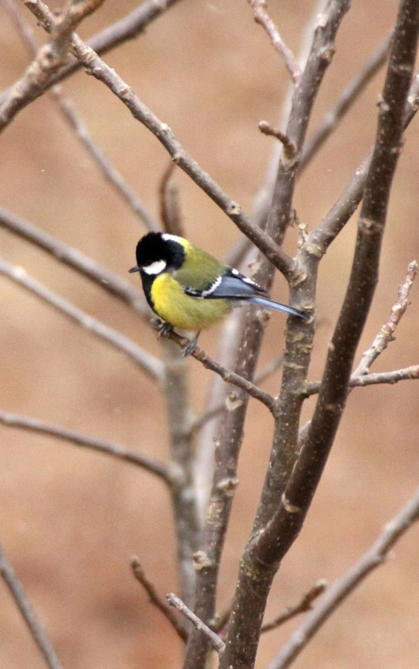 Green-backed Tit (Parus monticolus) Foping Nature Reserve, Shaanxi China (7).JPG