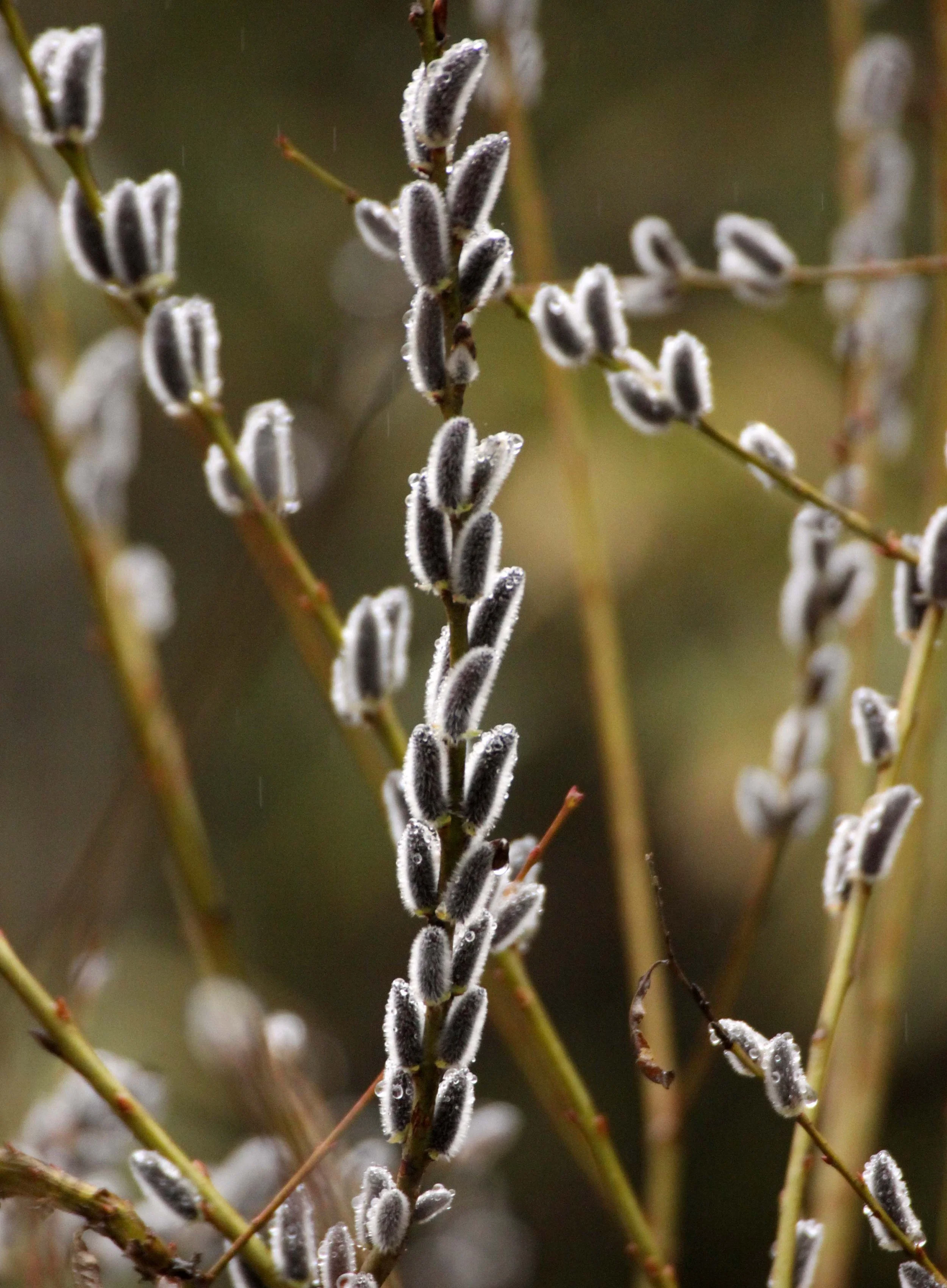 FOPING NATURE RESERVE SHAANXI PROVINCE CHINA (8).JPG