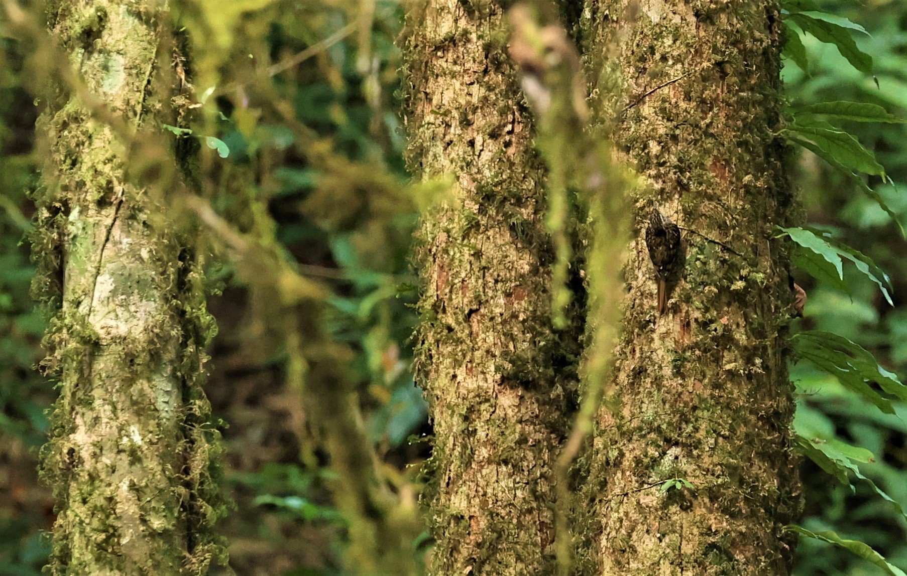Family Certhiidae - Treecreepers — Coke Smith Wildlife