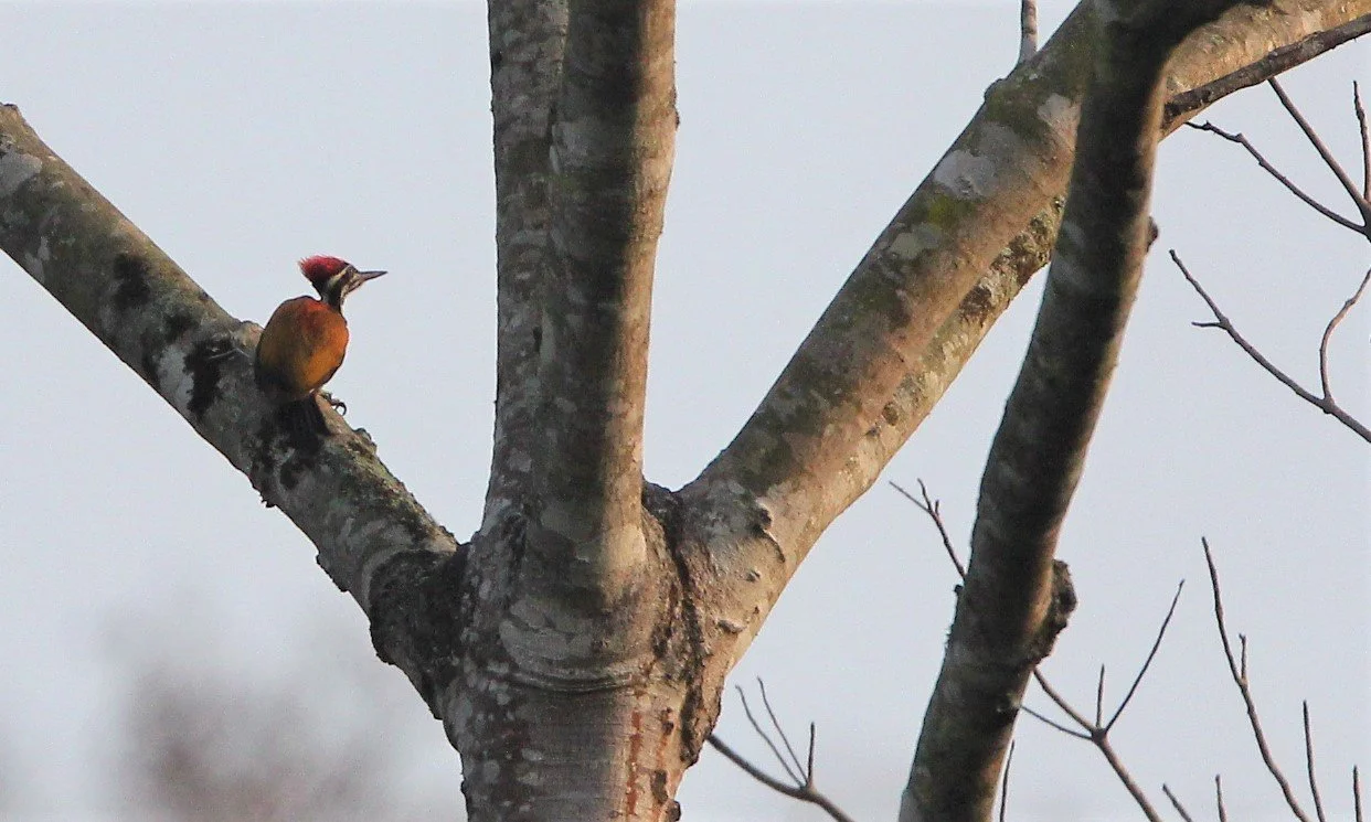 WOODPECKER - GREATER FLAME BACK - Chrysocolaptes lucidus - KAENG KRACHAN NATIONAL PARK THAILAND (3).jpg