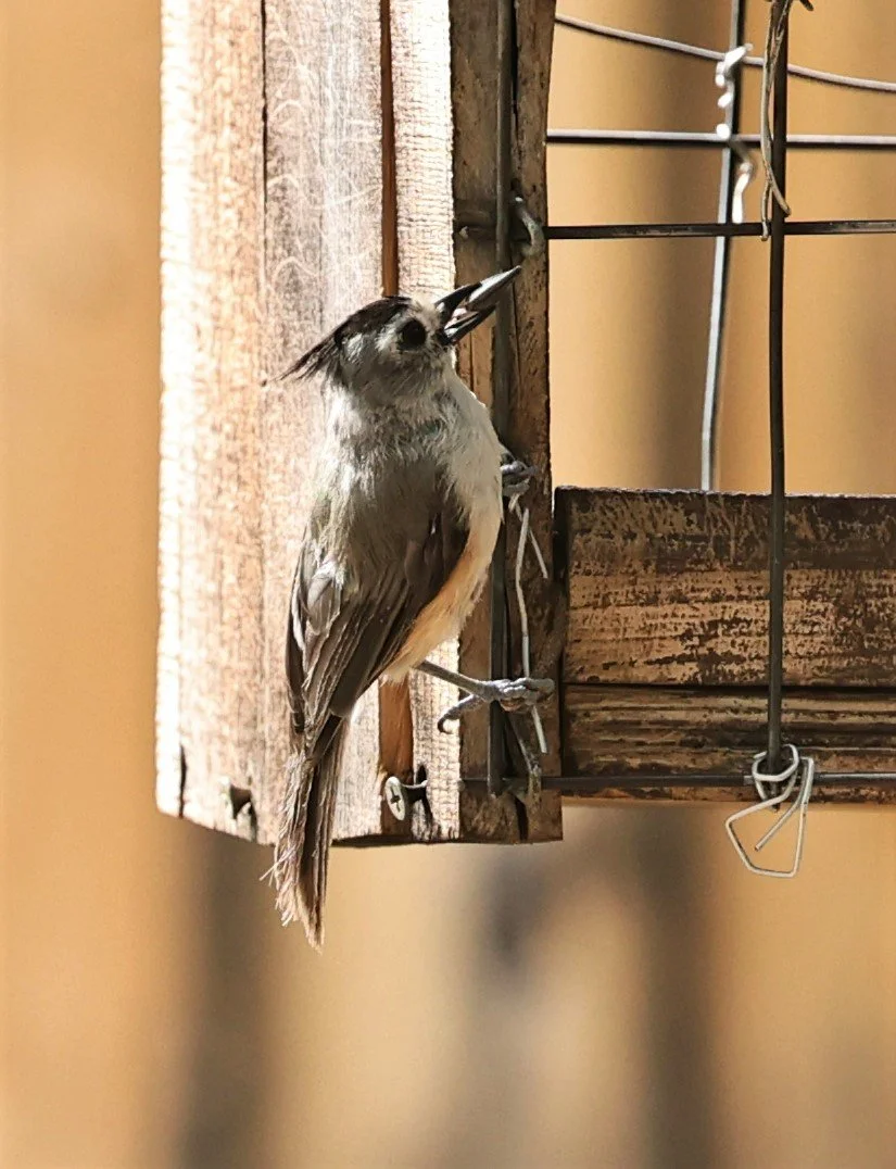 Black-crested Titmouse (Baeolophus atricristatus) Davis Mountains State Park, Texas (5).jpg