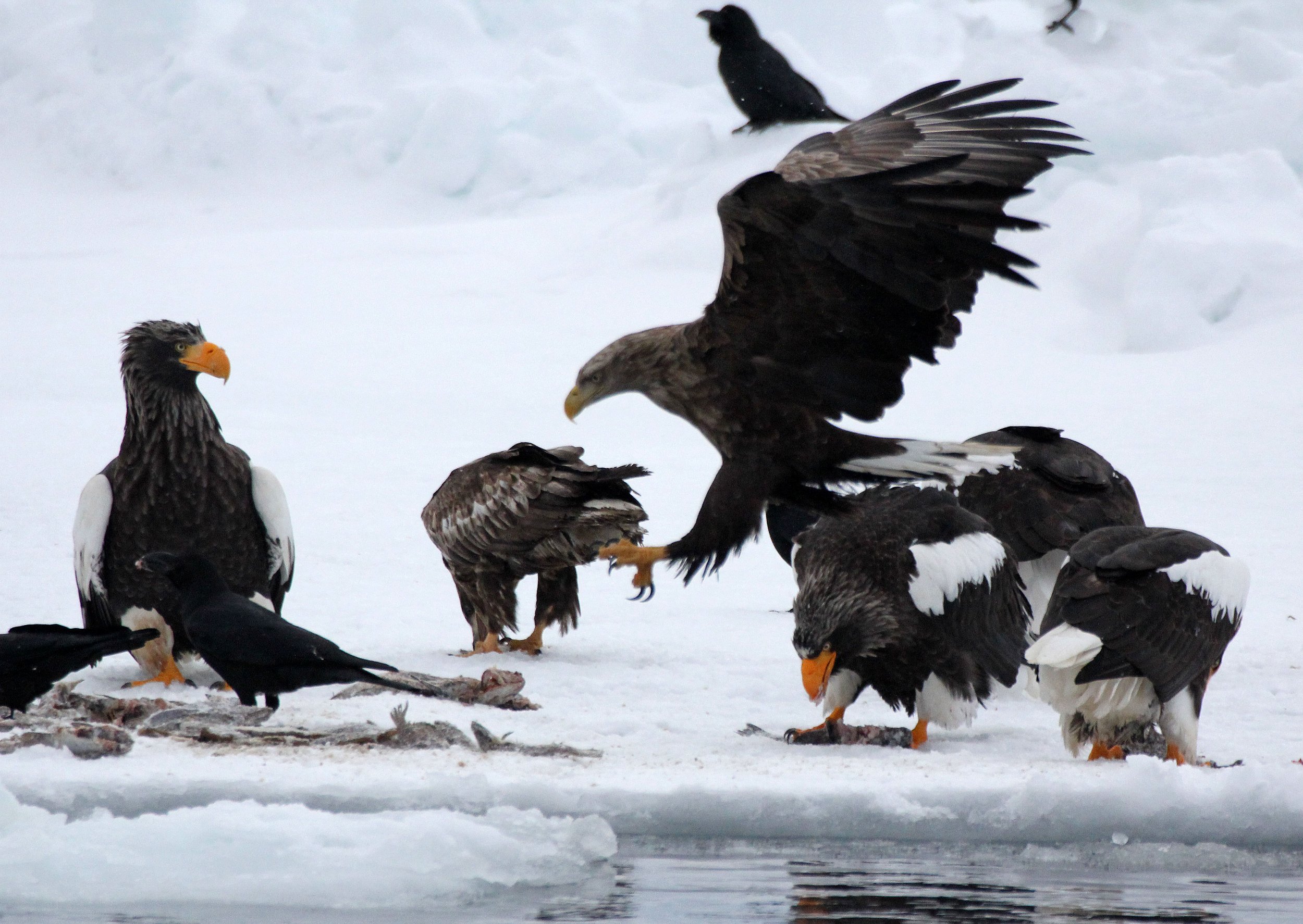 BIRD - EAGLE - WHITE-TAILED EAGLE - RAUSU, SHIRETOKO PENINSULA, HOKKAIDO JAPAN (28).JPG