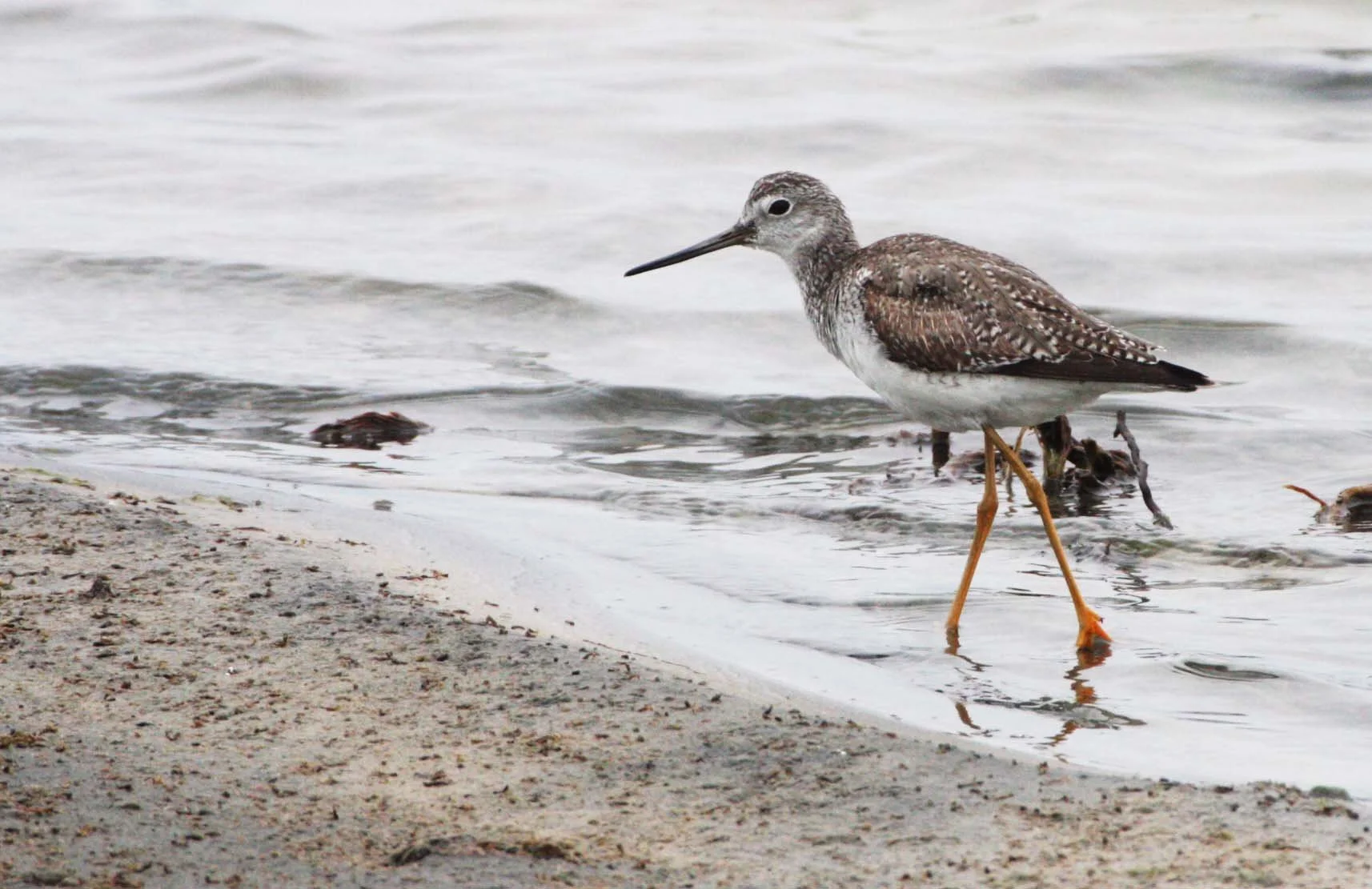 BIRD - YELLOWLEGS - GREATER YELLOWLEGS - TRINGA MELANOLEUCA - OJO DE LIEBRE LAGOONS BAJA MEXICO (15).JPG