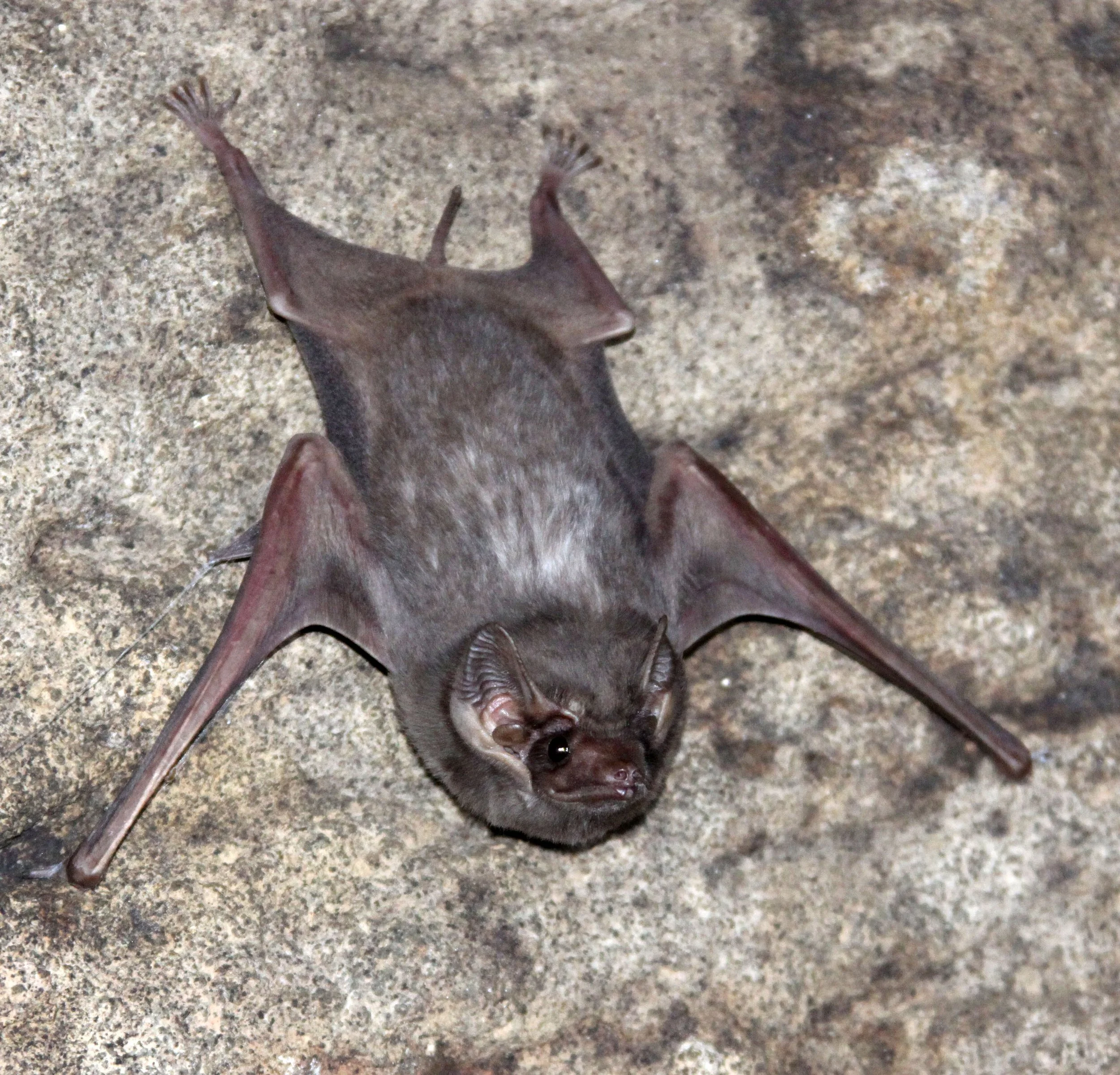 Taphozous theobaldi - THEOBOLD'S TOMB BAT - SIGIRIYA SOMEWHERE (7).JPG