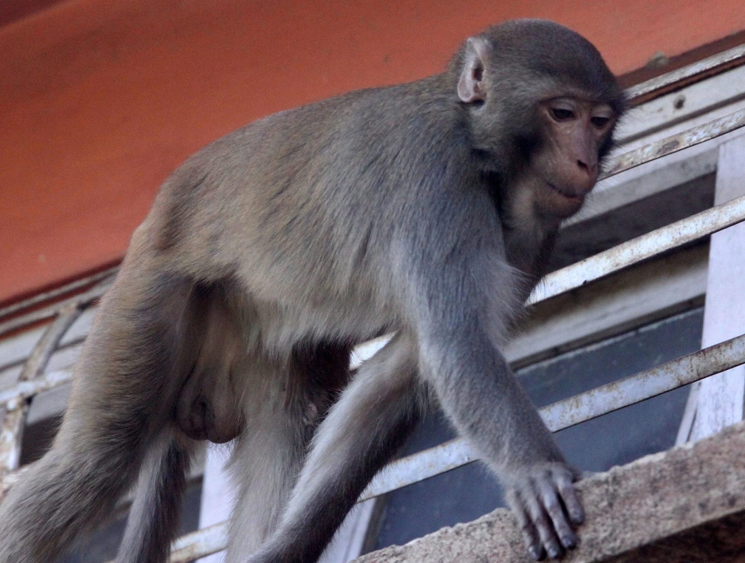 CERCOPITHECIDAE - Macaca mulatta mulatta - INDIAN RHESUS MACAQUE - KAZIRANGA NATIONAL PARK ASSAM INDIA (33).JPG
