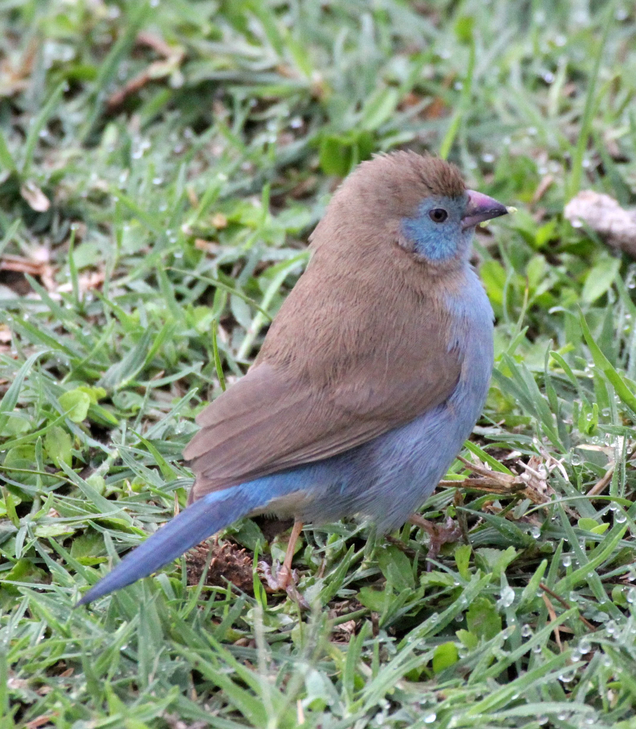 Red-cheeked Cordon-bleu (Uraeginthus bengalus) Abiat-Shalla National Park, Ethiopia (3).JPG