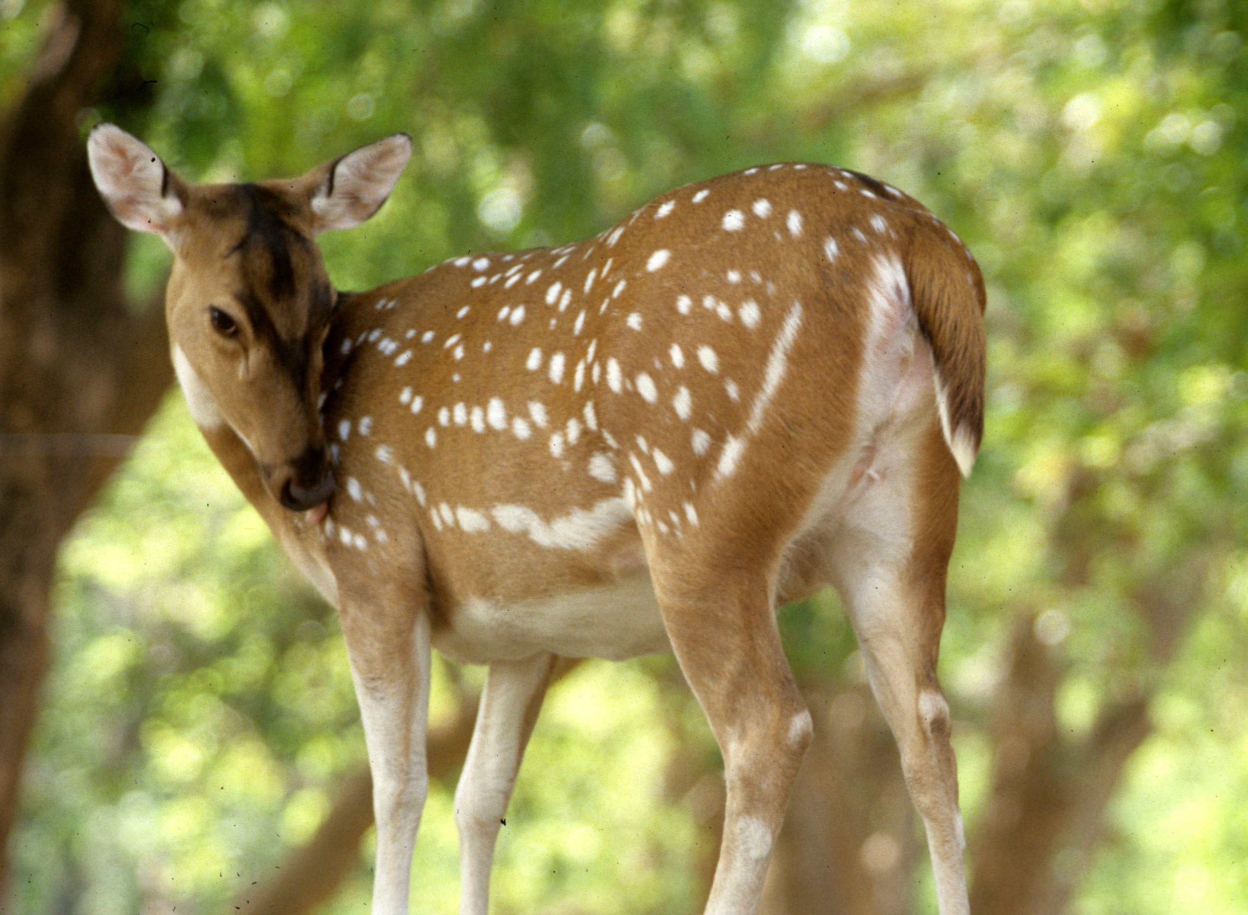 CERVID - DEER - SIKA DEER - INDIAN SUBSPECIES - KALEODEO INDIA.jpg