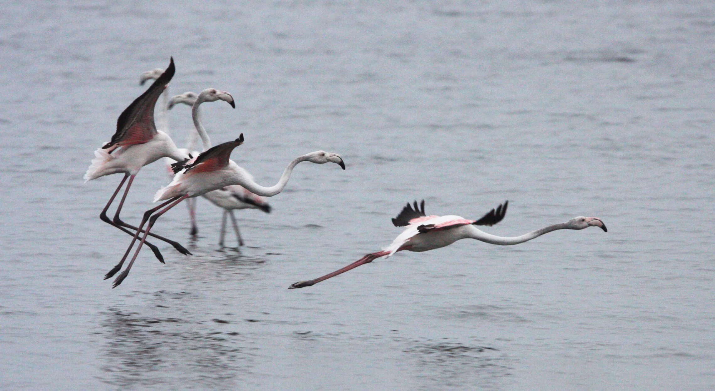 Phoenicopterus roseus - Greater Flamingo - Walvis Bay Namibia (48).JPG