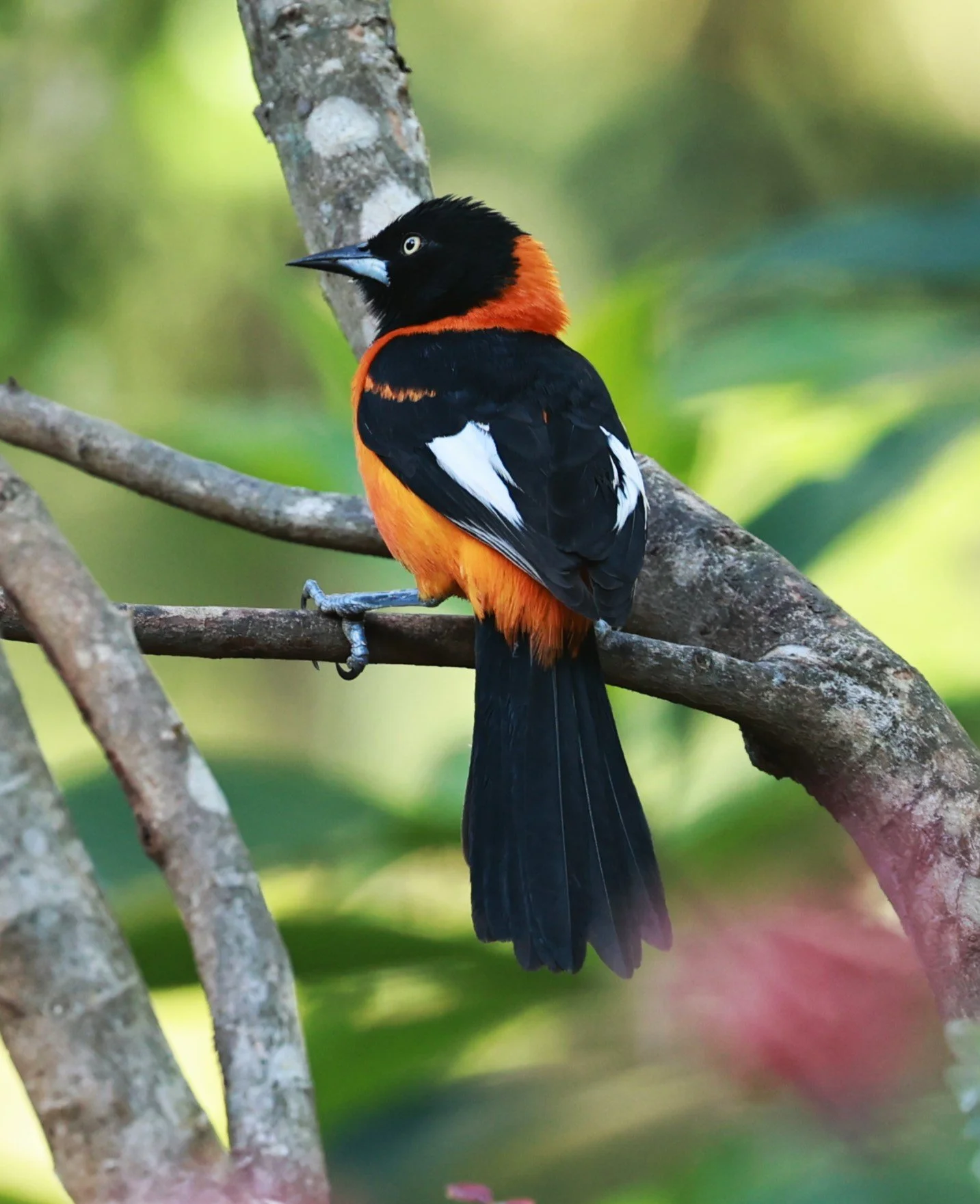 Troupial - Campo Troupial - Icterus jamacaii - Alfonso Claudio, Espirito Santo, Brazil (12).JPG