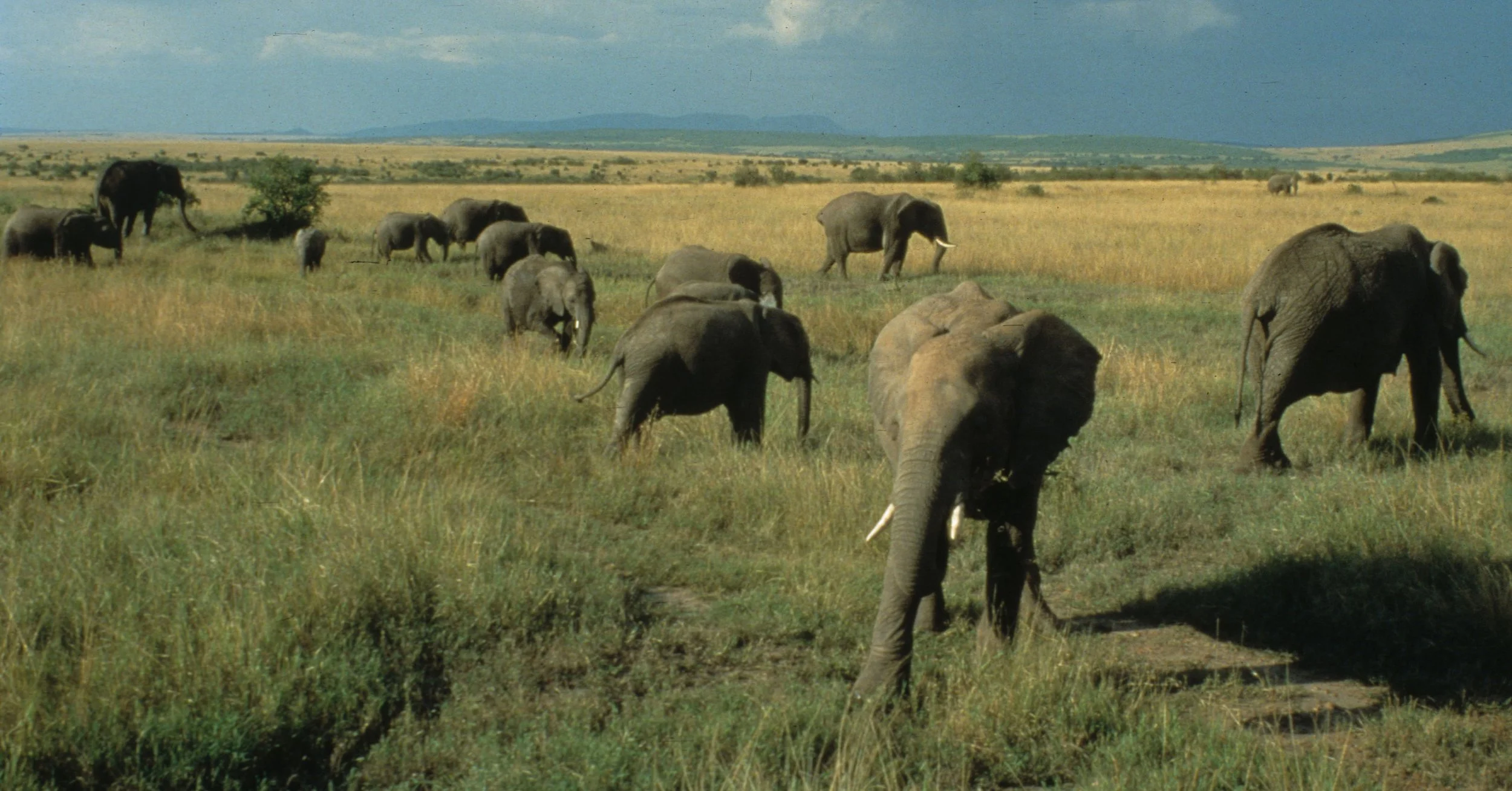ELEPHANT - SERENGETI 58.jpg