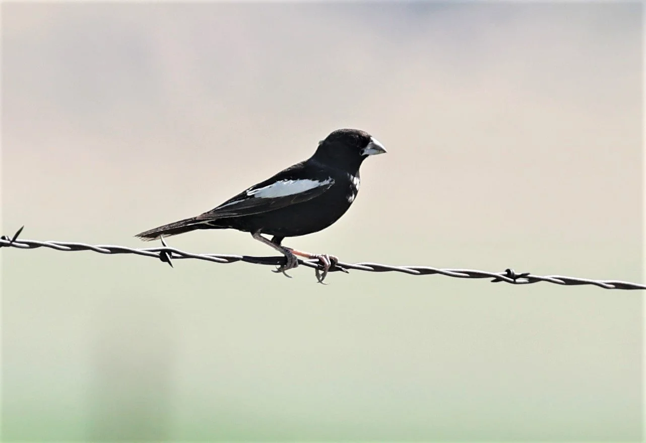 Lark Bunting (Calamospiza melanocorys) Pawnee National Grassland Colorado (13).jpg