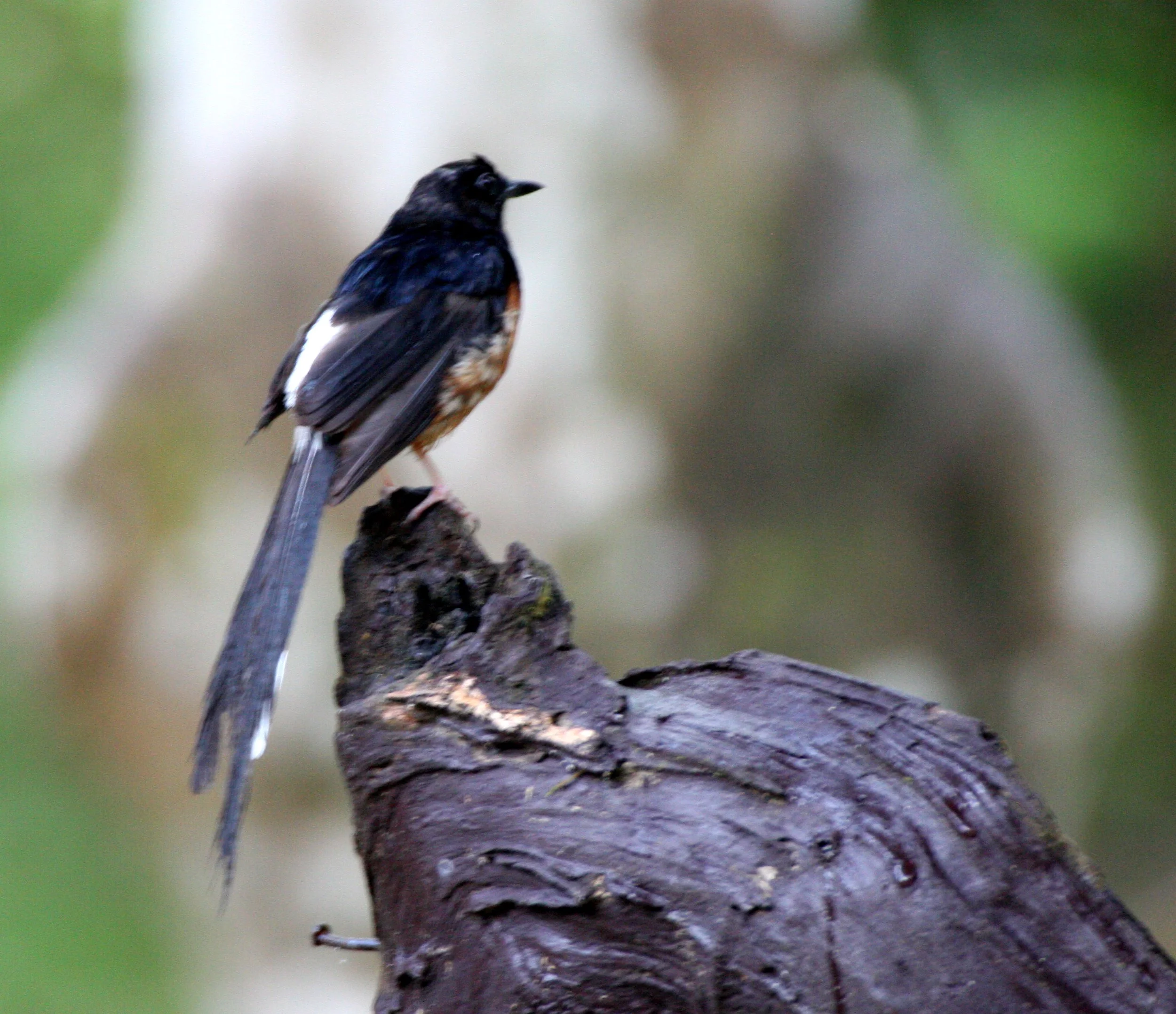 BIRD - SHAMA - WHITE-RUMPED SHAMA - COPSYCHUS MALABARICUS - KRUNG CHIN NP THAILAND .JPG