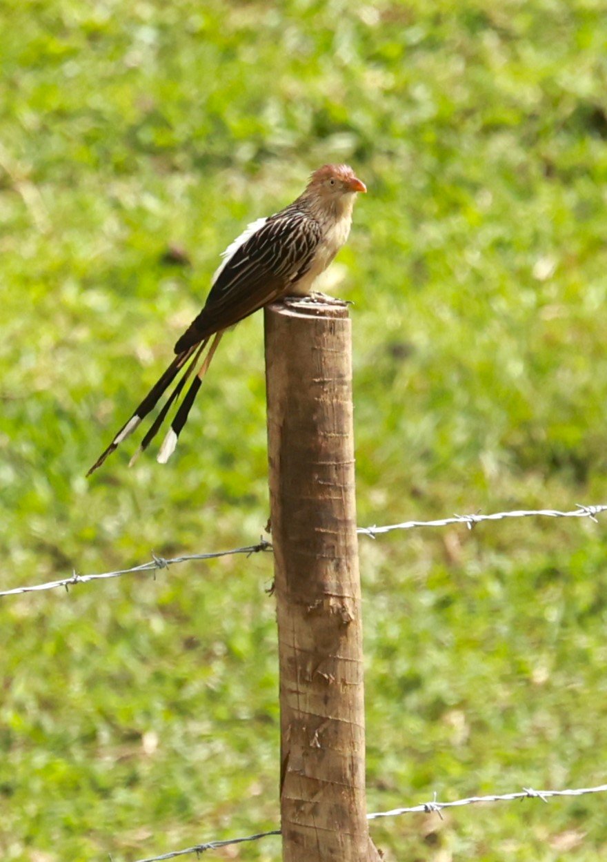 Guira Cuckoo (Guira guira) Alfonso Claudio, Espirito Santo, Brazil (1).JPG