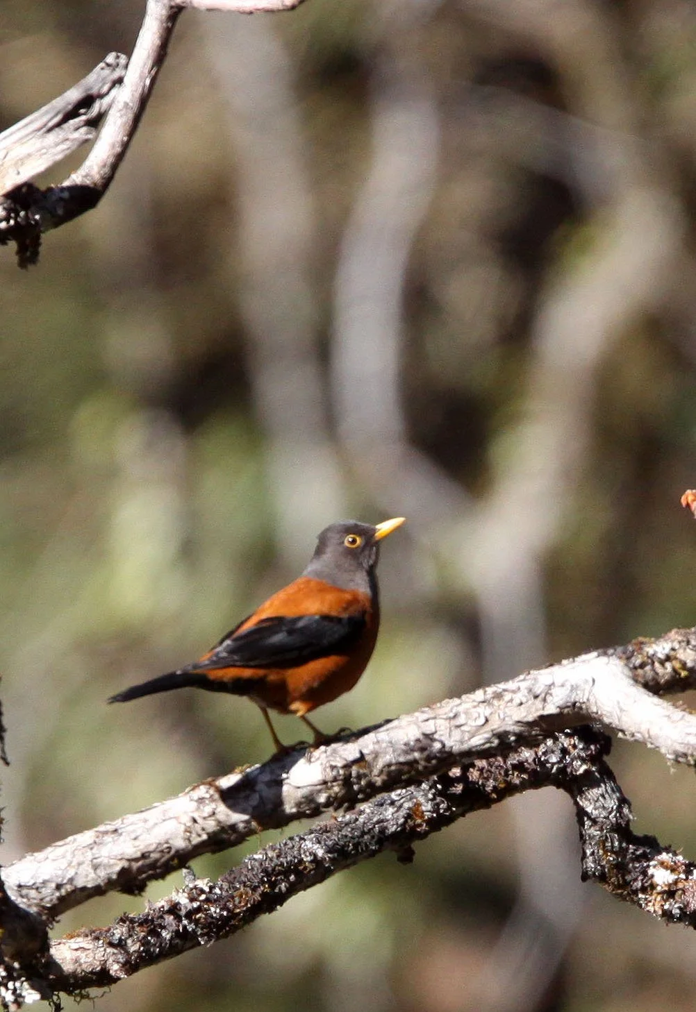 Chestnut Thrush (Turdus rubrocanus) Baima Snow Mountain Yunnan (4).JPG