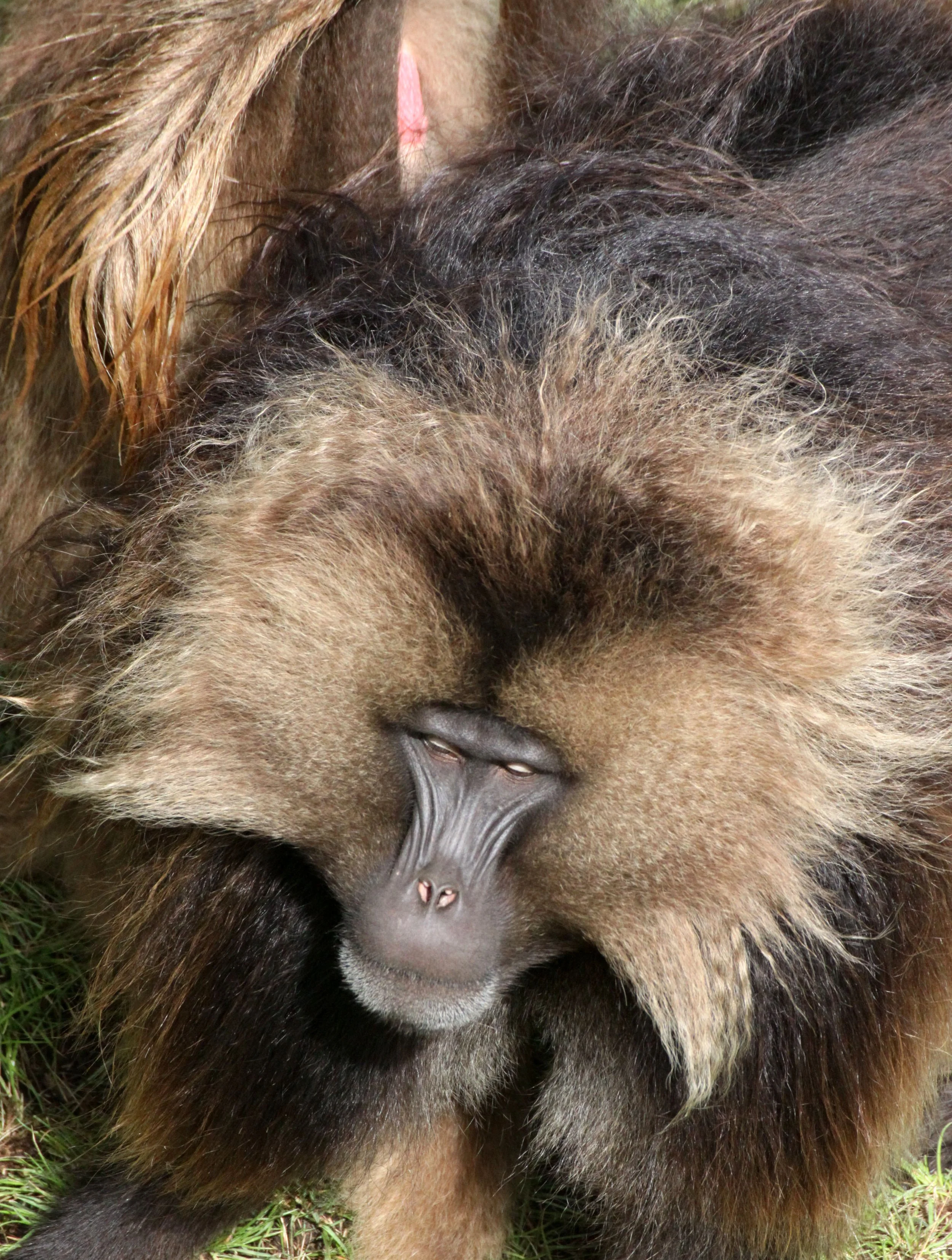 CERCOPITHECIDAE - Theropithecus gelada - GELADA - SIMIEN MOUNTAINS NATIONAL PARK ETHIOPIA (1368).JPG
