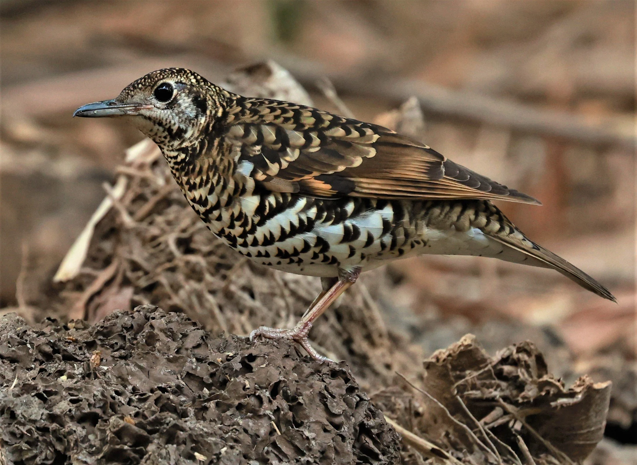 White's Thrush (Zoothera aurea) Putthamonthon Park Nakhon Pathom Thailand (123).jpg