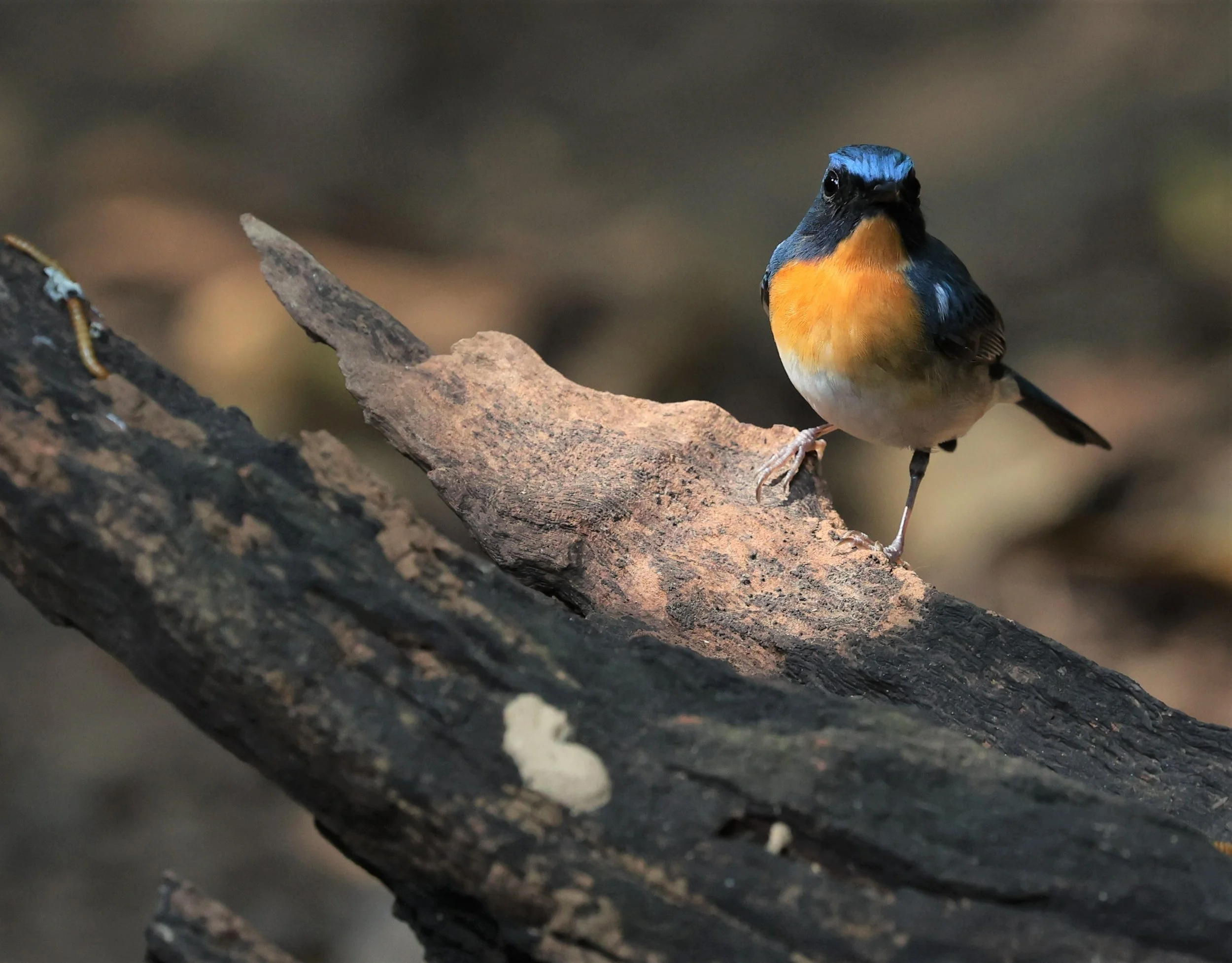 FLYCATCHER - CHINESE BLUE FLYCATCHER - Cyornis glaucicomans - PETCHABURI PROVINCE - NUY HIDE NEAR KAENG KRACHAN JAN 2022 (42).jpg