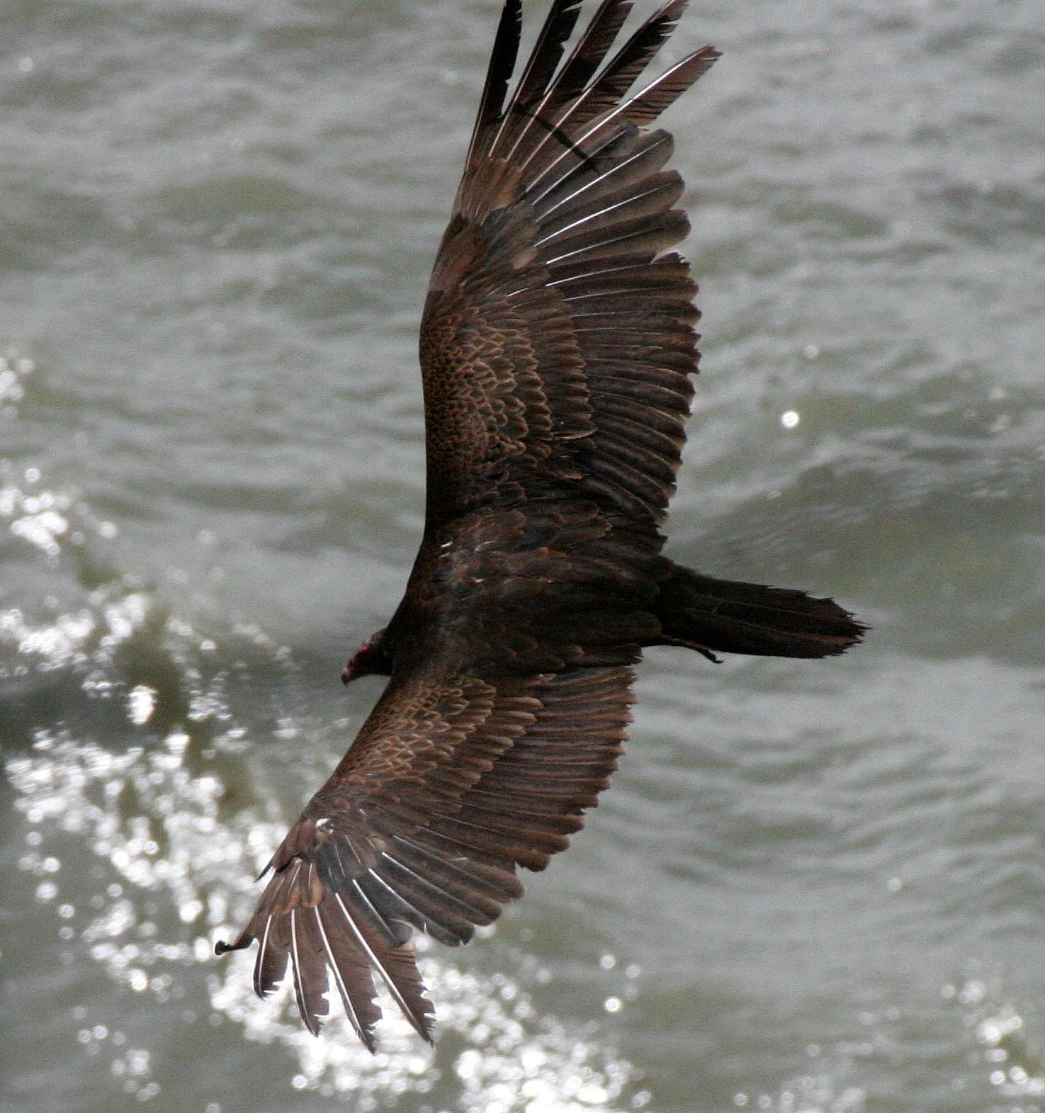 Cathartes aura meridionalis - WESTERN TURKEY VULTURE - LAKE FARM BLUFFS WASHINGTON (164).JPG