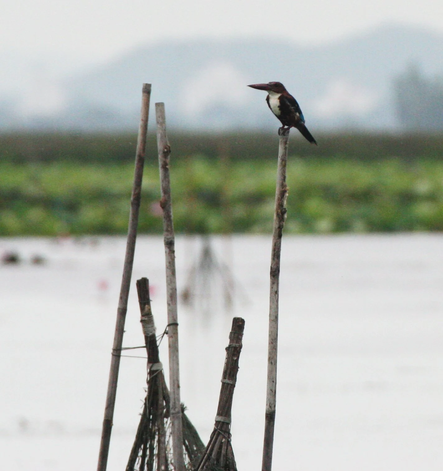 KINGFISHER - WHITE-THROATED KINGFISHER - Halcyon smyrnensis - BUENG BORAPHET THAILAND (7).JPG