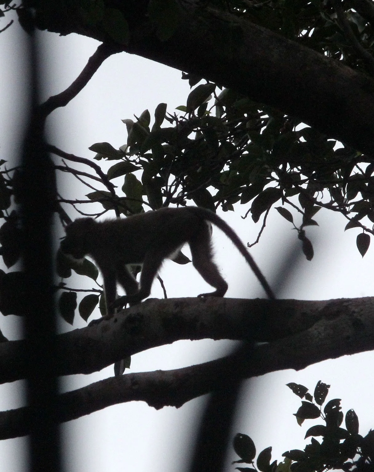 CERCOPITHECIDAE - Macaca fascicularis - LONG-TAILED MACAQUE - UJUNG KULON NATIONAL PARK JAVA BARAT INDONESIA (30).JPG